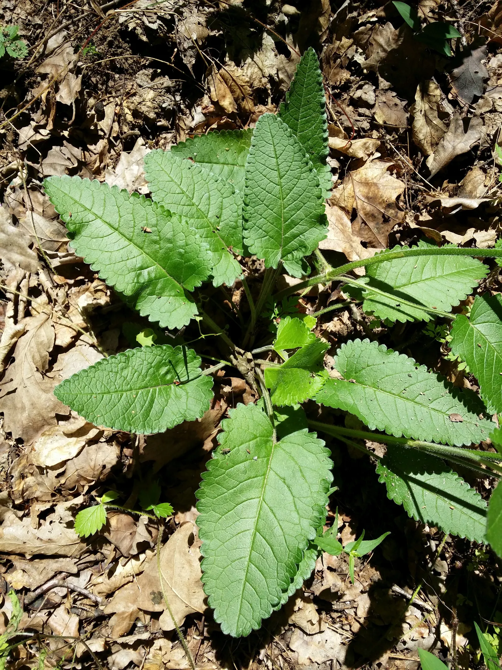 Betony (Stachys Monieri 'Hummelo') — commonly referred to as Betony
