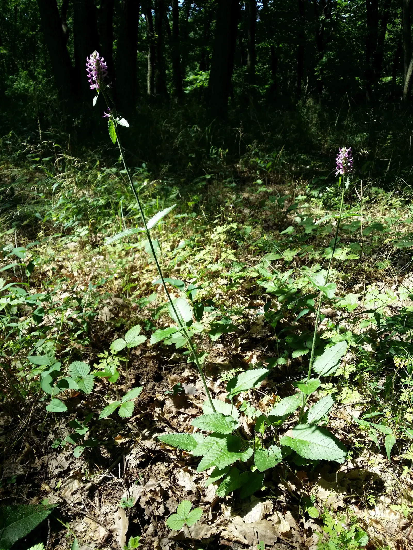 Betony (Stachys Monieri 'Hummelo') — 'Hummelo' thrives in full sun to part shade