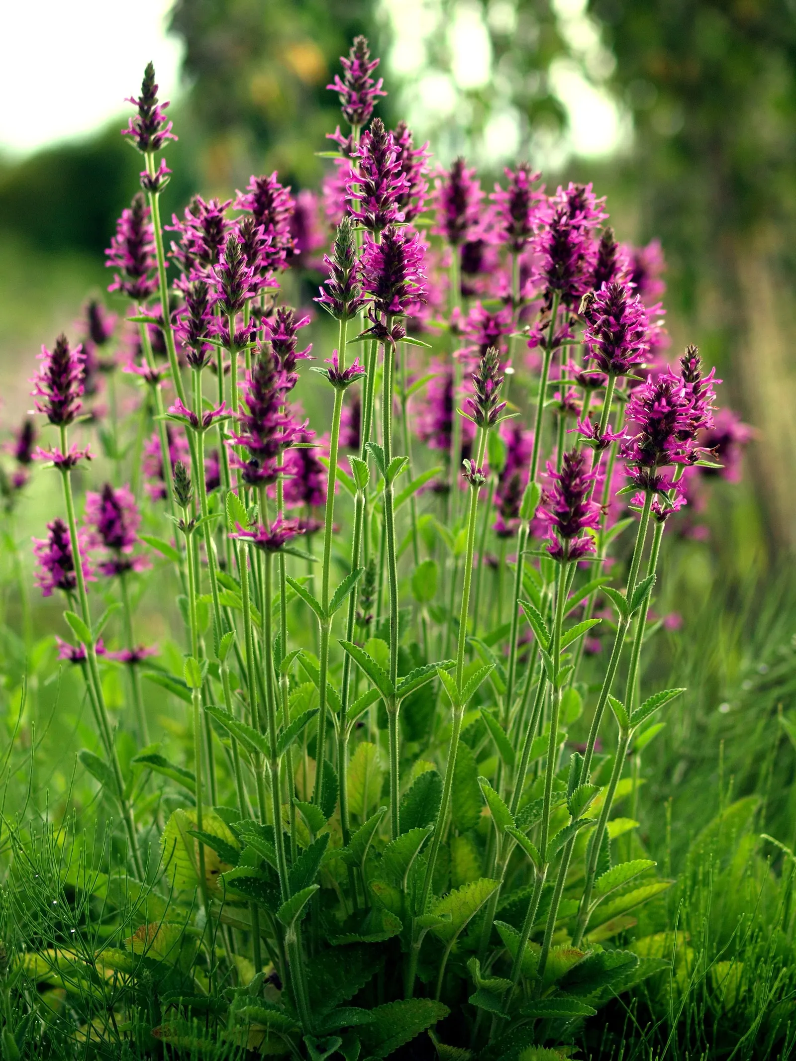 Betony (Stachys Monieri 'Hummelo') — Ideal for borders, cottage gardens, and pollinator-friendly designs; a notable trait of this variety is its, image 47