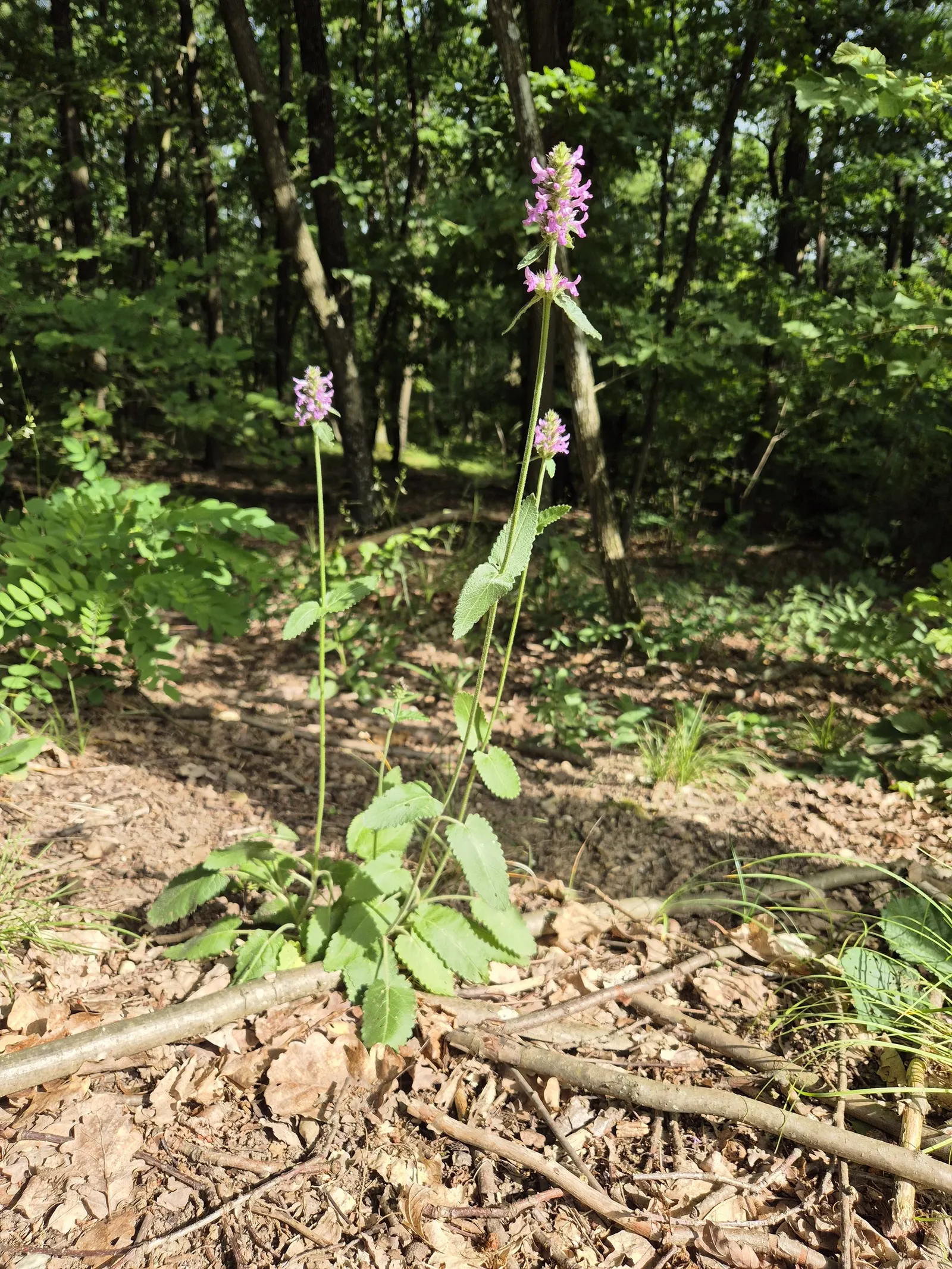 Betony (Stachys Monieri 'Hummelo') — This hardy, clump-forming species thrives in full sun to part shade and prefers well-drained soil; providing, image 45