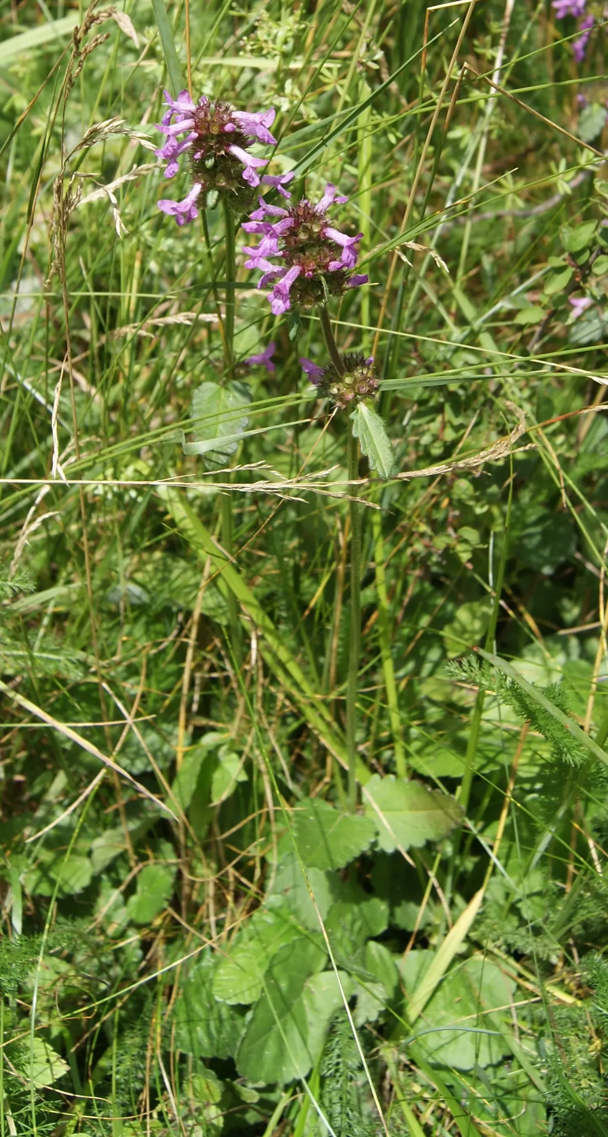Betony (Stachys Monieri 'Hummelo') — though it prefers well-drained loam with a slightly acidic to neutral pH level; providing both aesthetic and, image 54