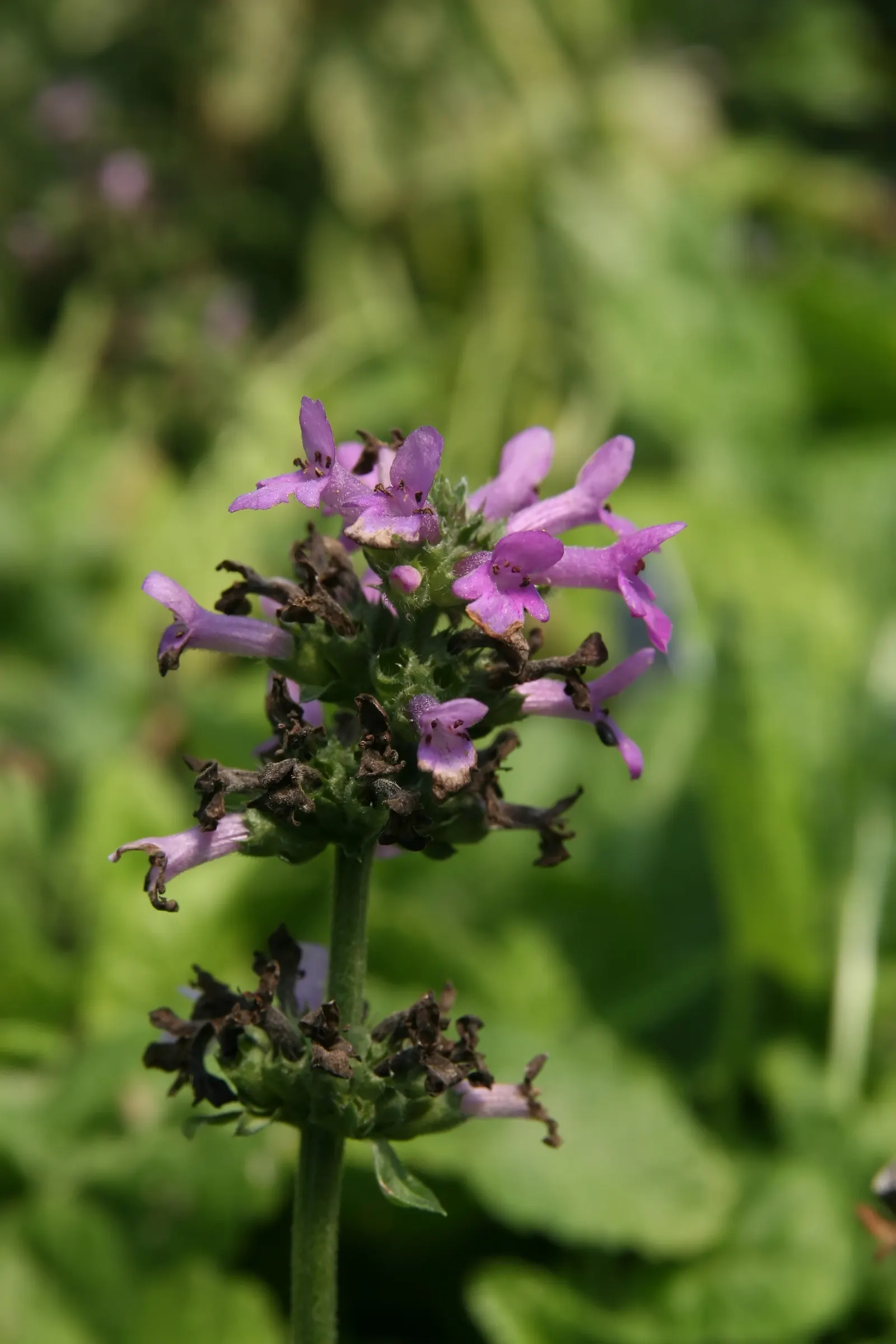 Betony (Stachys Monieri 'Hummelo') — though it prefers well-drained loam with a slightly acidic to neutral pH level; providing both aesthetic and ecological