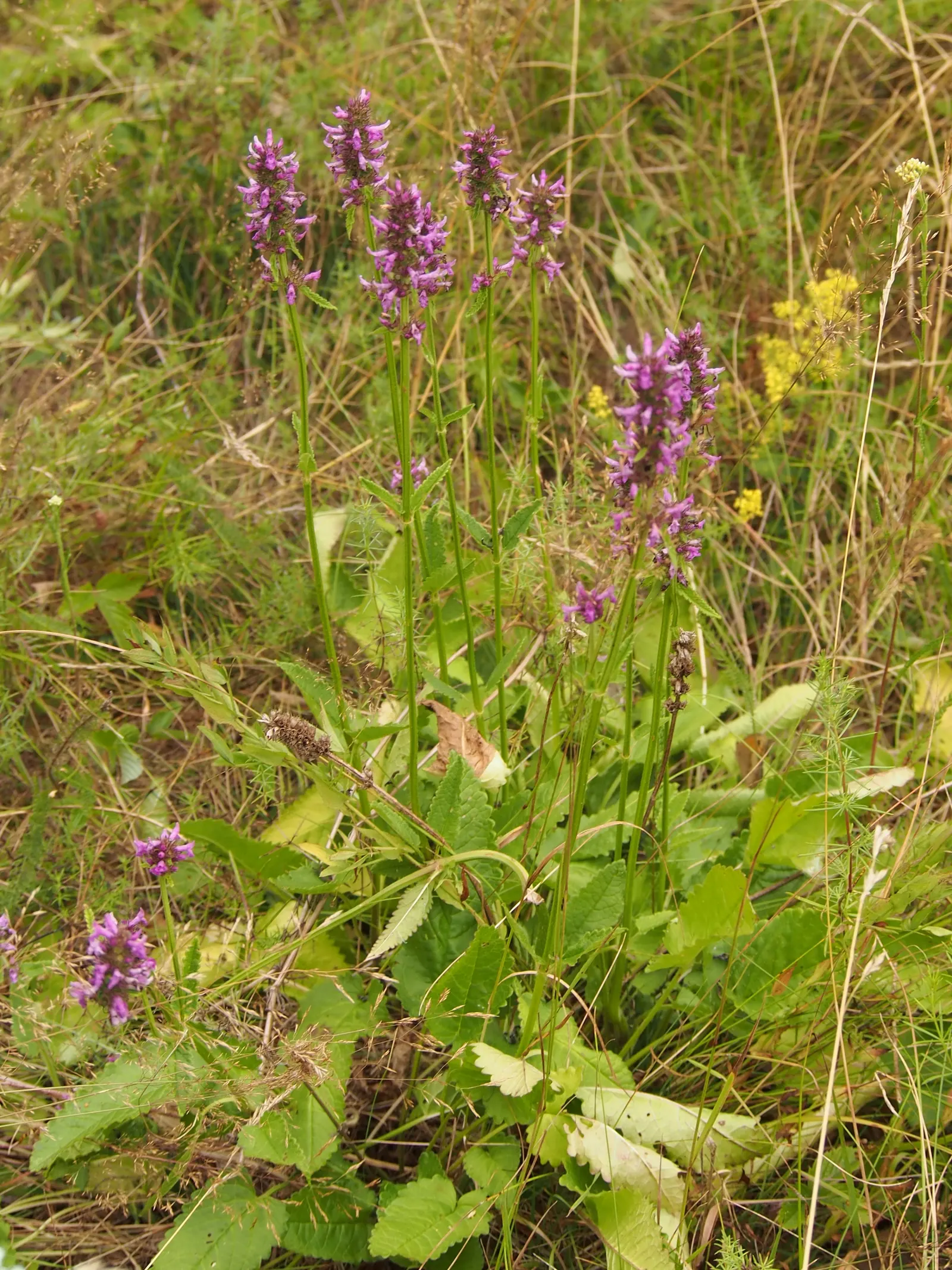 Betony (Stachys Monieri 'Hummelo') — requiring approximately 1 inch of water per week; a notable trait of this variety is its adaptability to a variety of soil