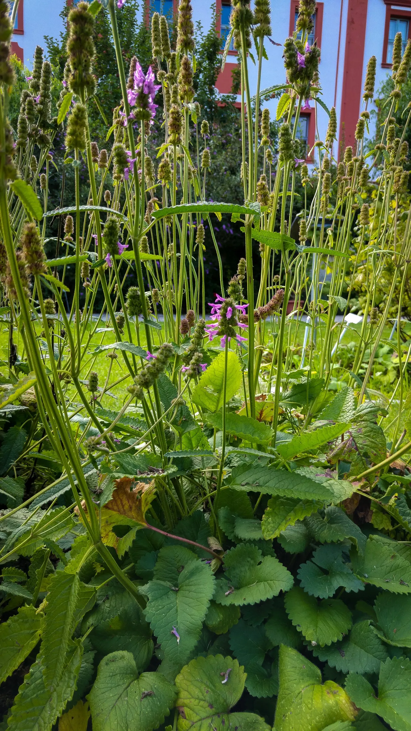 Betony (Stachys Monieri 'Hummelo') — lavender flowers in the garden