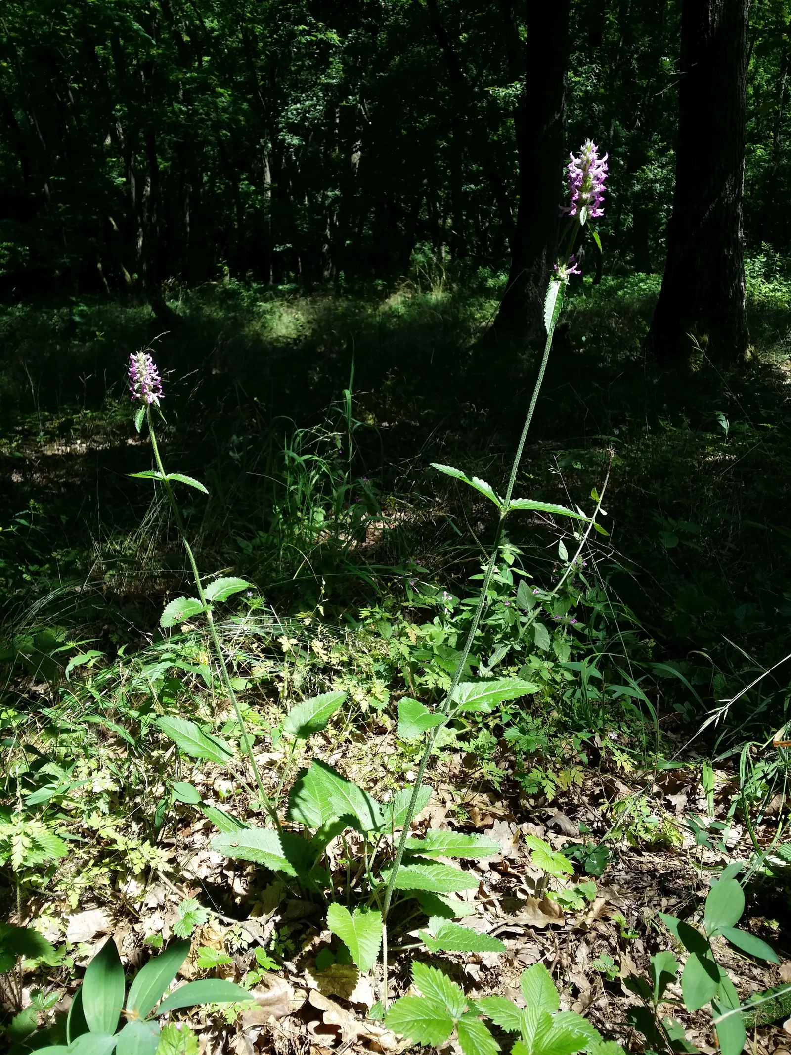 Betony (Stachys Monieri 'Hummelo') — perennial with lavender blooms; a notable trait of this variety is its adaptability to a variety of soil, image 62