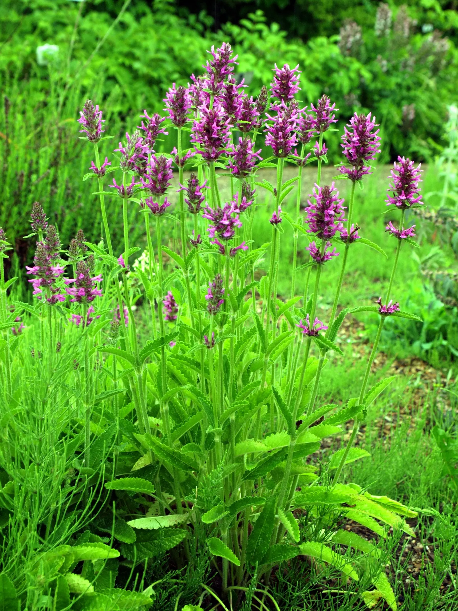 Betony (Stachys Monieri 'Hummelo') — requiring approximately 1 inch of water per week; a notable trait of this variety is its adaptability to a, image 56
