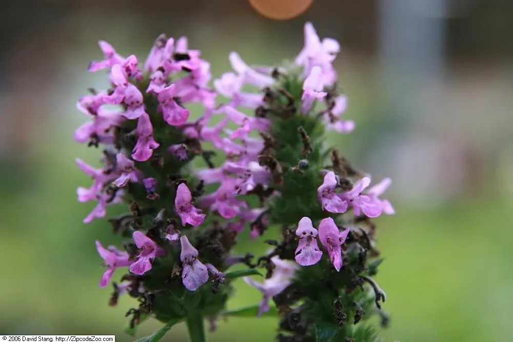 Betony (Stachys Monieri 'Hummelo') — Attracts pollinators while resisting deer