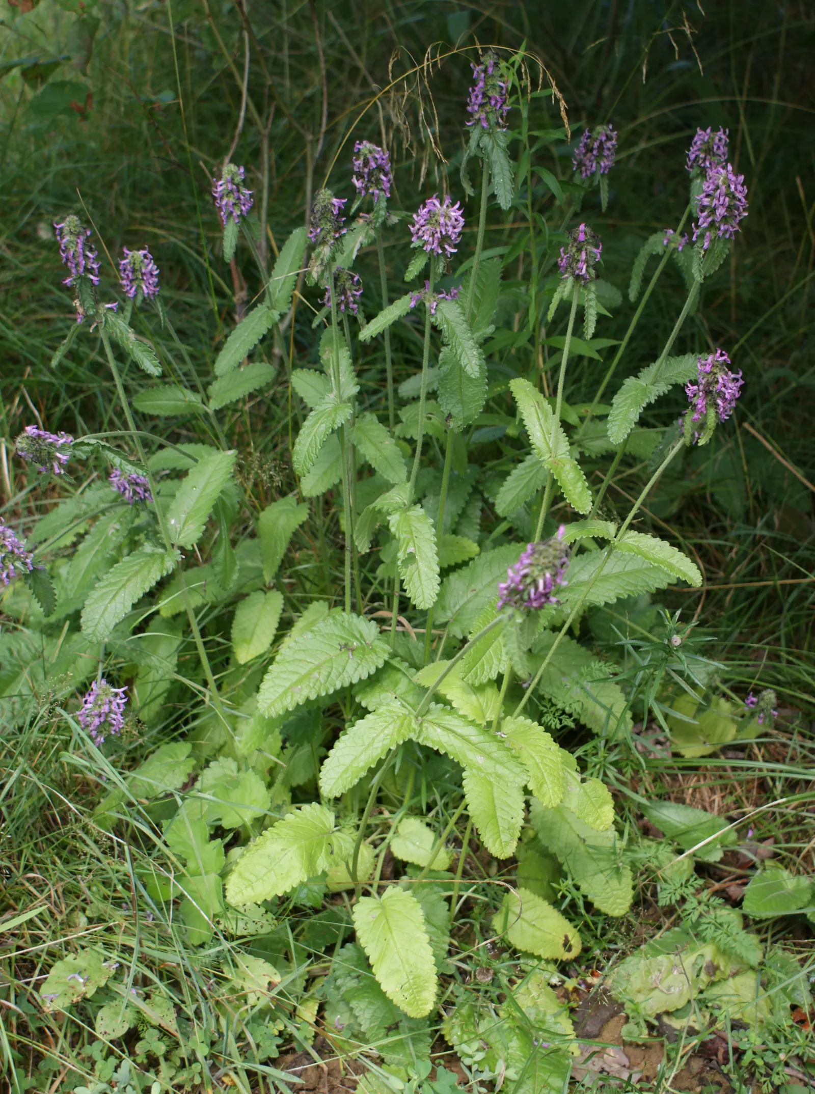 Betony (Stachys Monieri 'Hummelo') — blooming mid to late summer; attracts pollinators while resisting deer, image 43