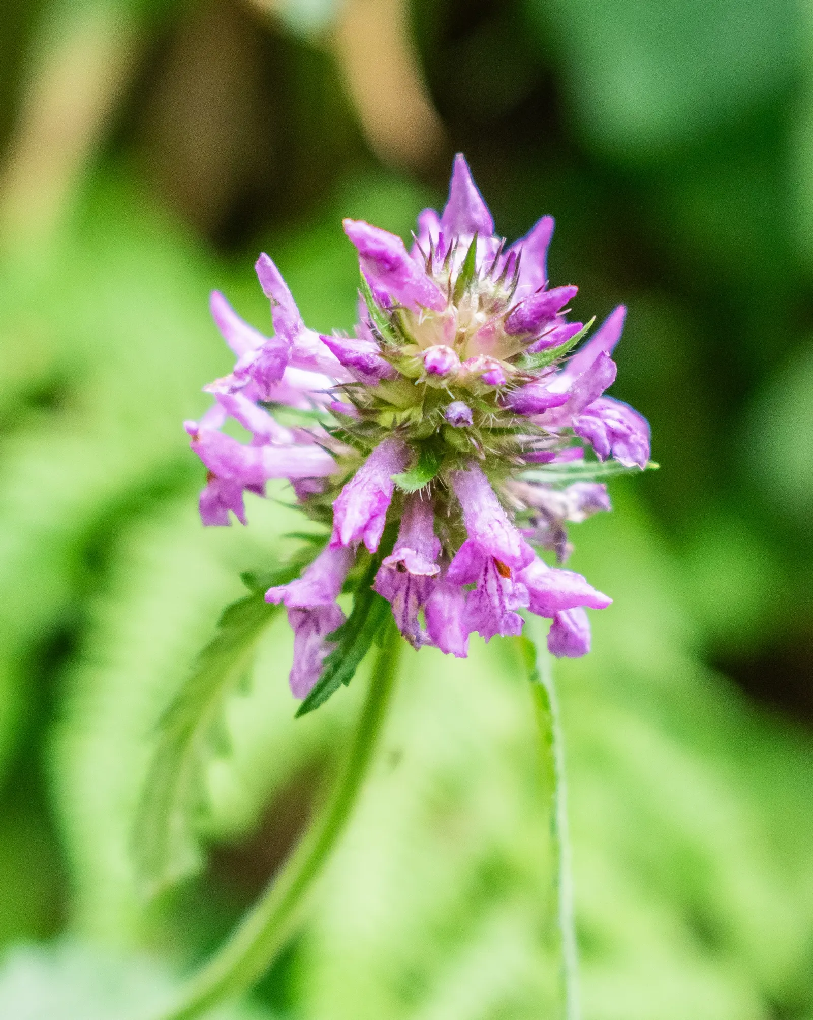 Betony (Stachys Monieri 'Hummelo') — blooming mid to late summer; attracts pollinators while resisting deer