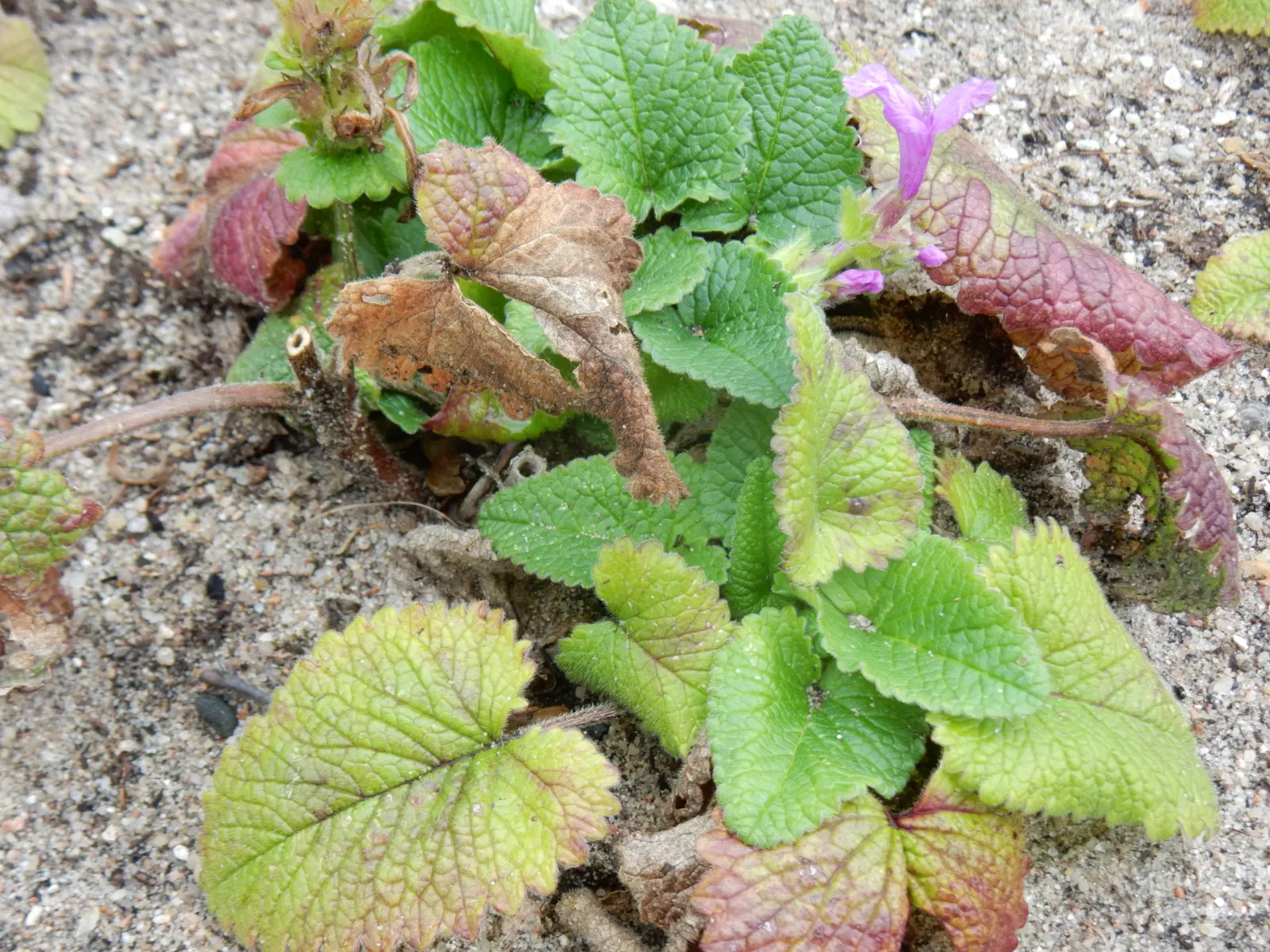 Betony (Stachys Monieri 'Hummelo') — Ideal for borders, cottage gardens, and pollinator-friendly designs; a notable trait of this variety is its adaptability