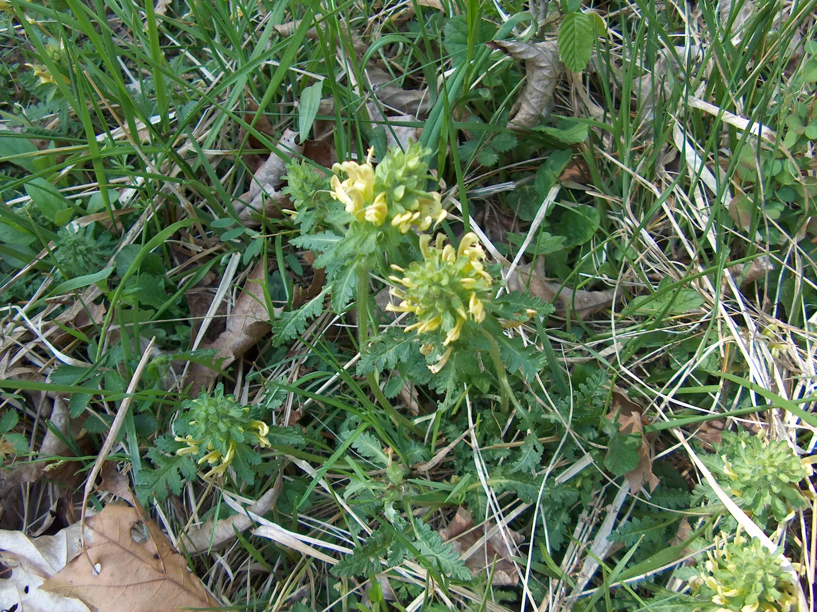 Betony (Stachys Monieri 'Hummelo') — it demonstrates moderate drought resistance; attracts pollinators while resisting deer