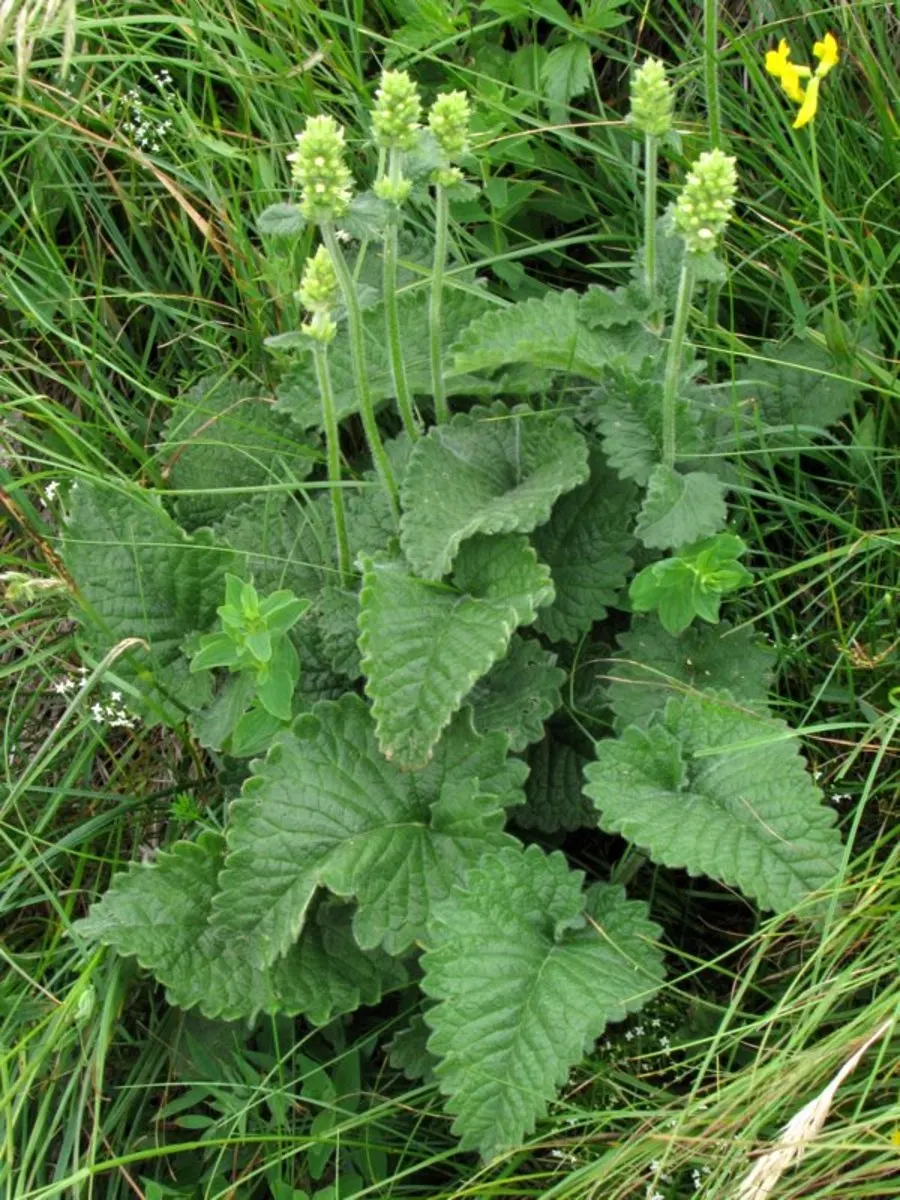 Betony (Stachys Monieri 'Hummelo') — Providing both aesthetic and ecological benefits, image 39