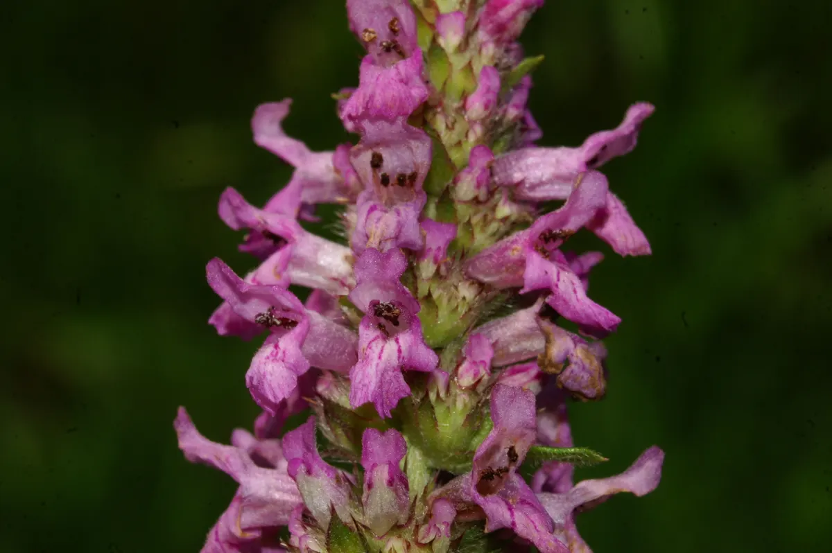 Betony (Stachys Monieri 'Hummelo') — requiring approximately 1 inch of water per week