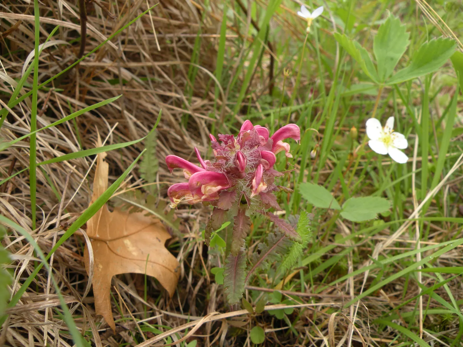 Betony (Stachys Monieri 'Hummelo') — perennial with lavender blooms; a notable trait of this variety is its adaptability to a variety of soil conditions