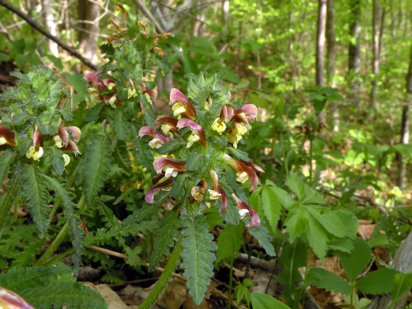 Betony (Stachys Monieri 'Hummelo') — Attracts pollinators while resisting deer, image 46
