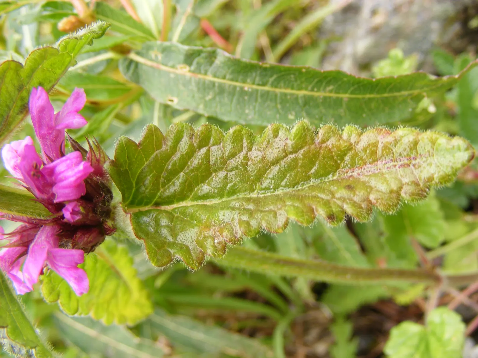 Betony (Stachys Monieri 'Hummelo') — Attracts pollinators while resisting deer, image 25