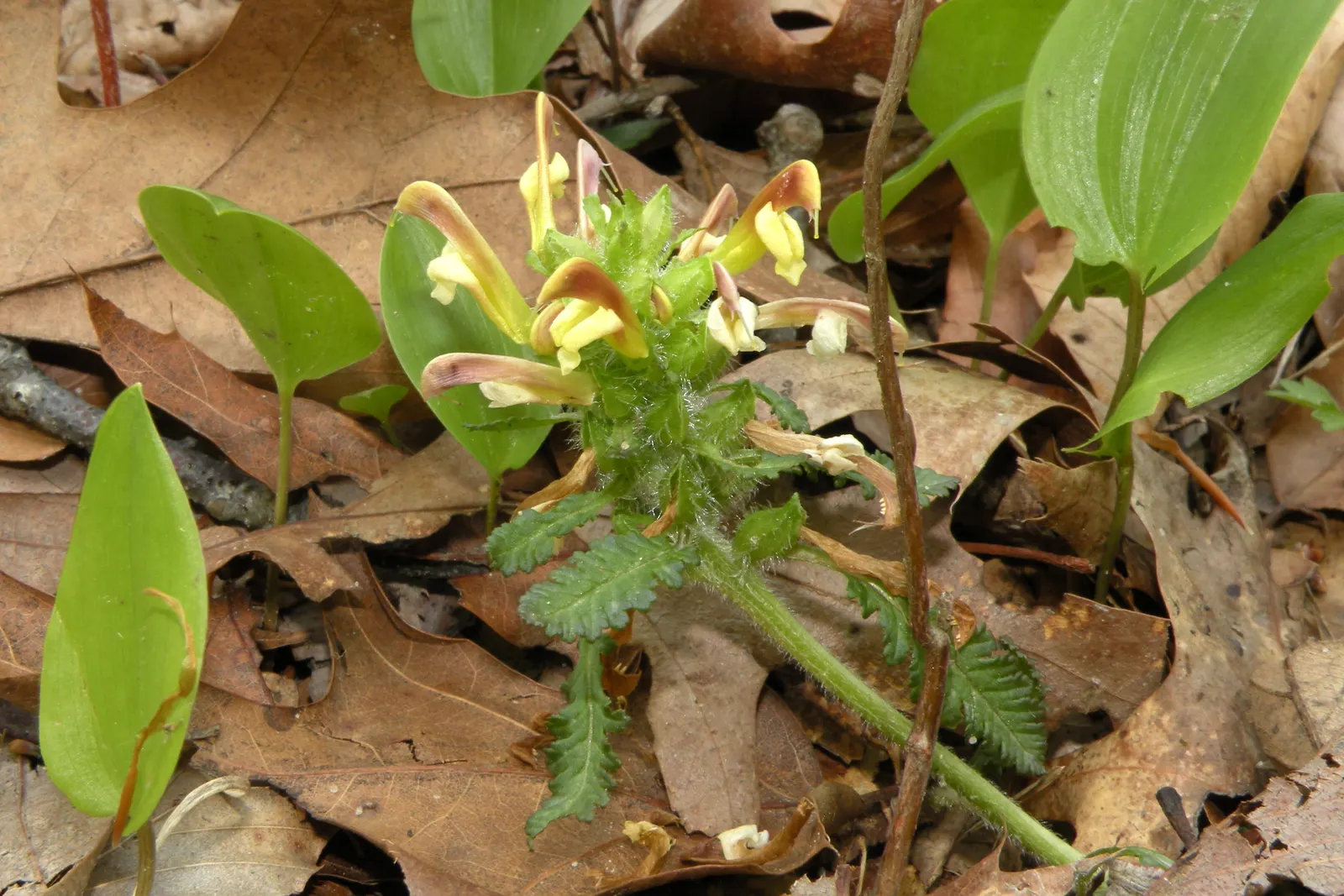Betony (Stachys Monieri 'Hummelo') — A notable trait of this variety is its adaptability to a variety of soil conditions, image 53