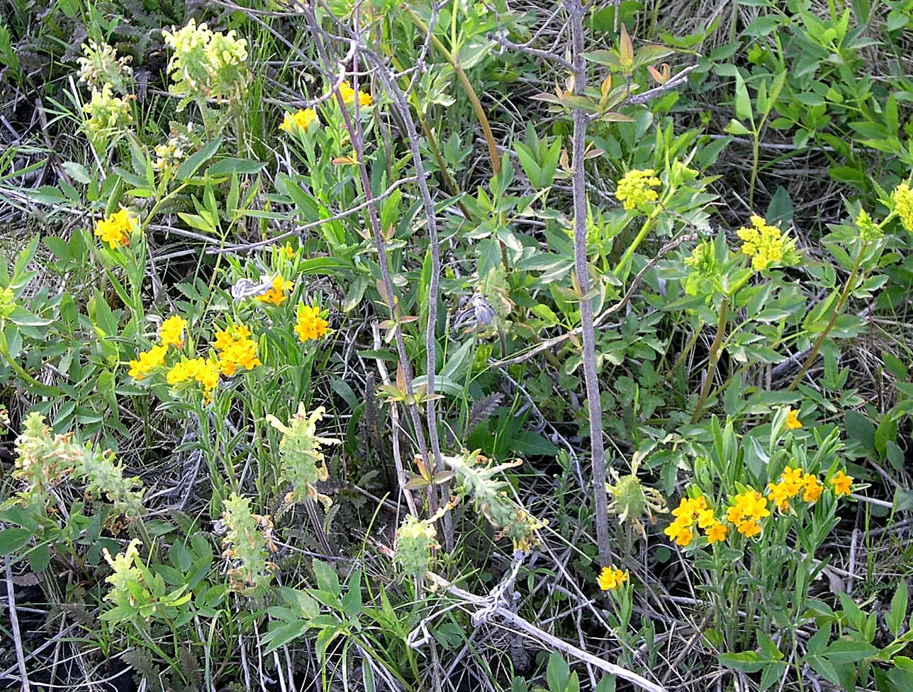 Betony (Stachys Monieri 'Hummelo') — With a spread of 12 to 18 inches; providing both aesthetic and ecological benefits, image 57