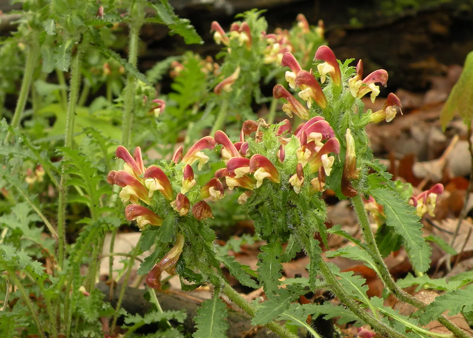 Betony (Stachys Monieri 'Hummelo') — perennial for full or half; providing both aesthetic and ecological benefits, image 63