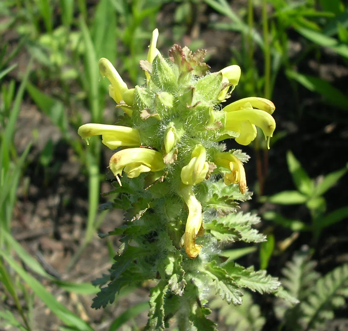 Betony (Stachys Monieri 'Hummelo') — Each flower spike can reach up to 1 to 2 inches in width