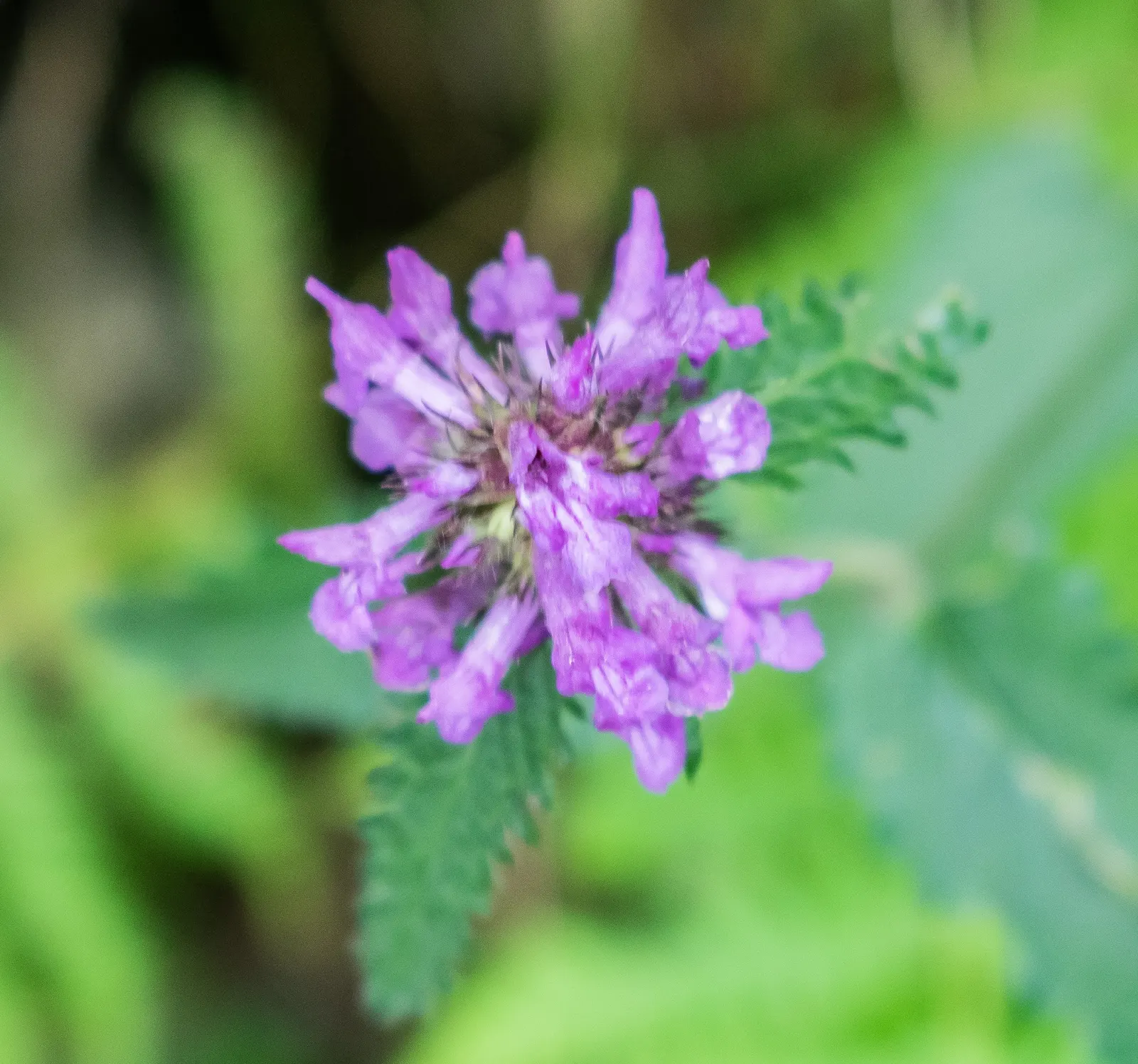 Betony (Stachys Monieri 'Hummelo') — Each flower spike can reach up to 1 to 2 inches in width; providing both aesthetic and ecological benefits
