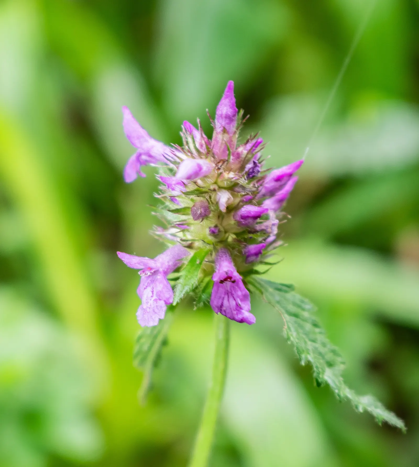 Betony (Stachys Monieri 'Hummelo') — 'Hummelo' thrives in full sun to part shade; attracts pollinators while resisting deer