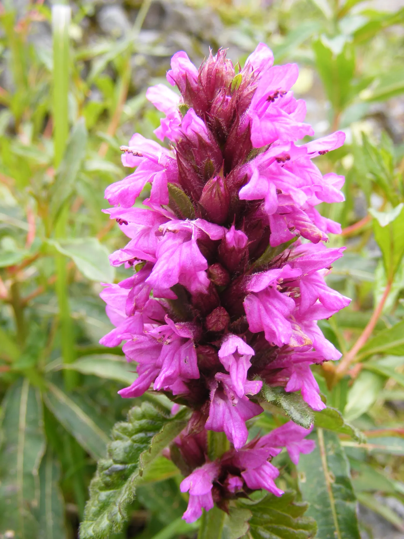 Betony (Stachys Monieri 'Hummelo') — Ideal for borders, cottage gardens, and pollinator-friendly designs