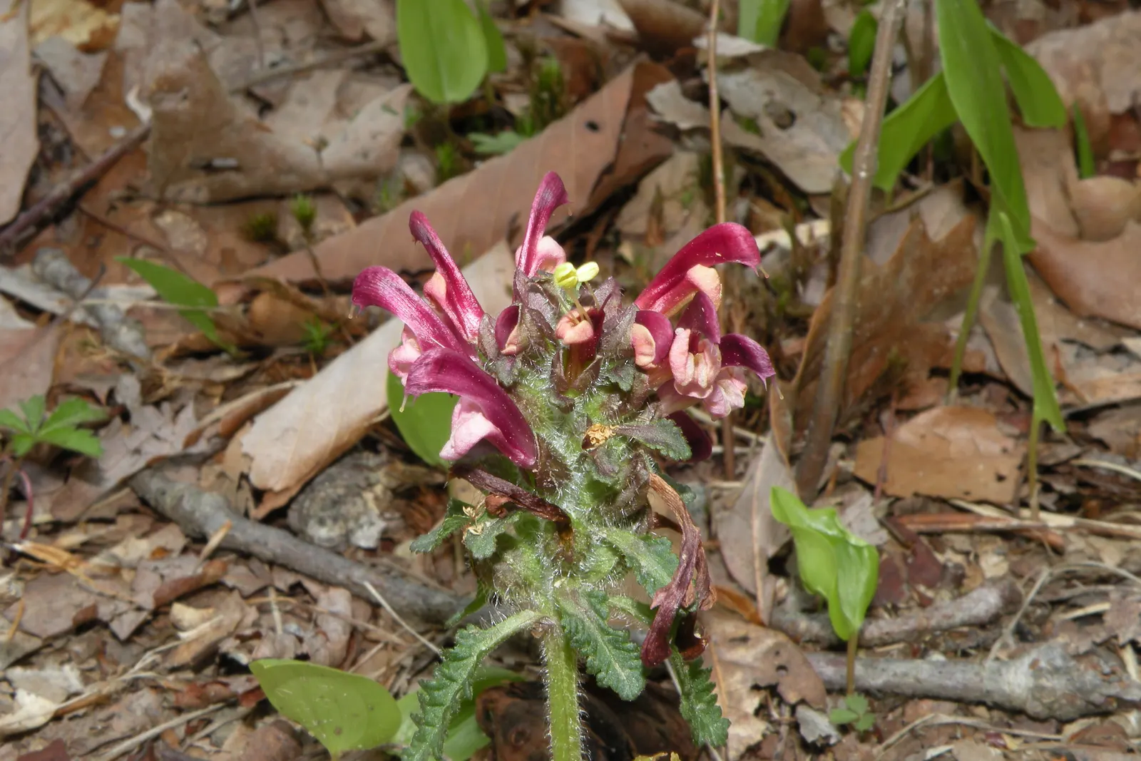 Betony (Stachys Monieri 'Hummelo') — The striking blooms create a showy display from late spring through late summer; attracts pollinators while, image 49