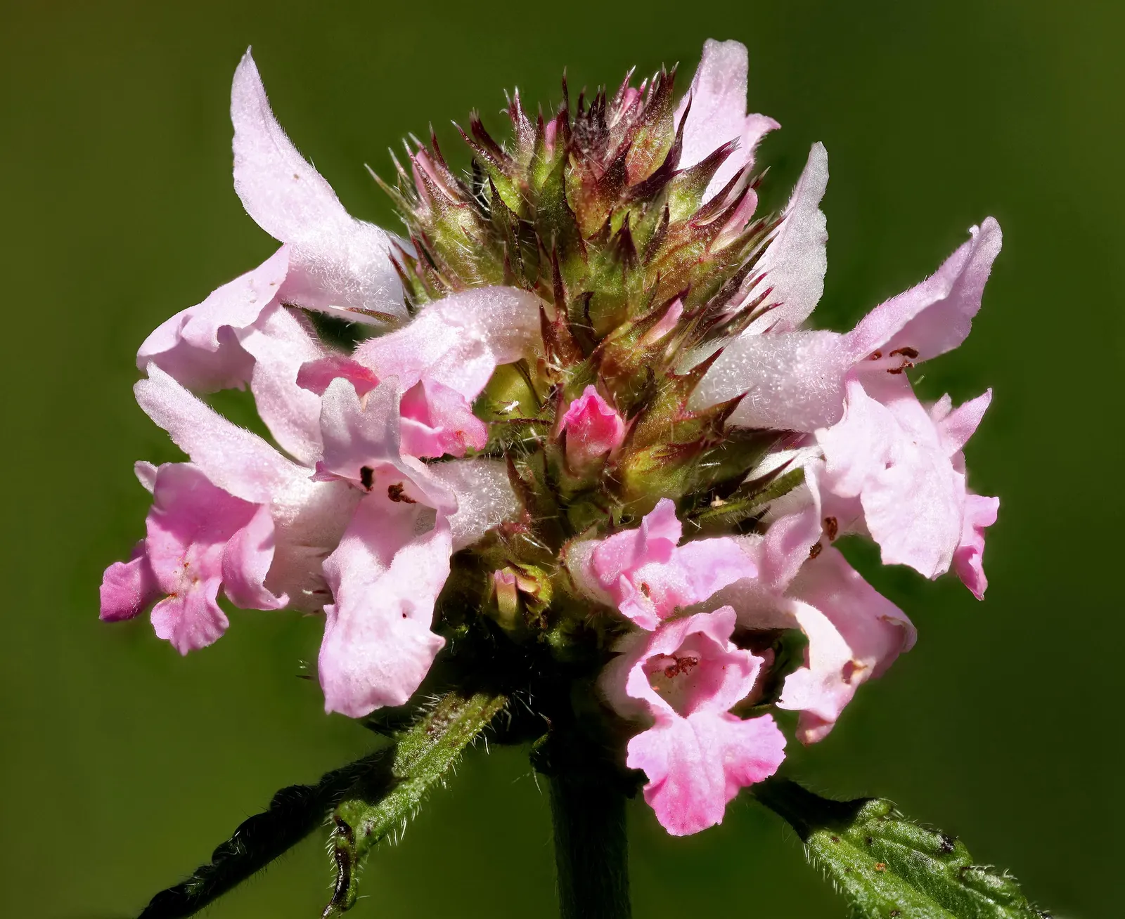 Betony (Stachys Monieri 'Hummelo') — extending up to early fall in optimal conditions