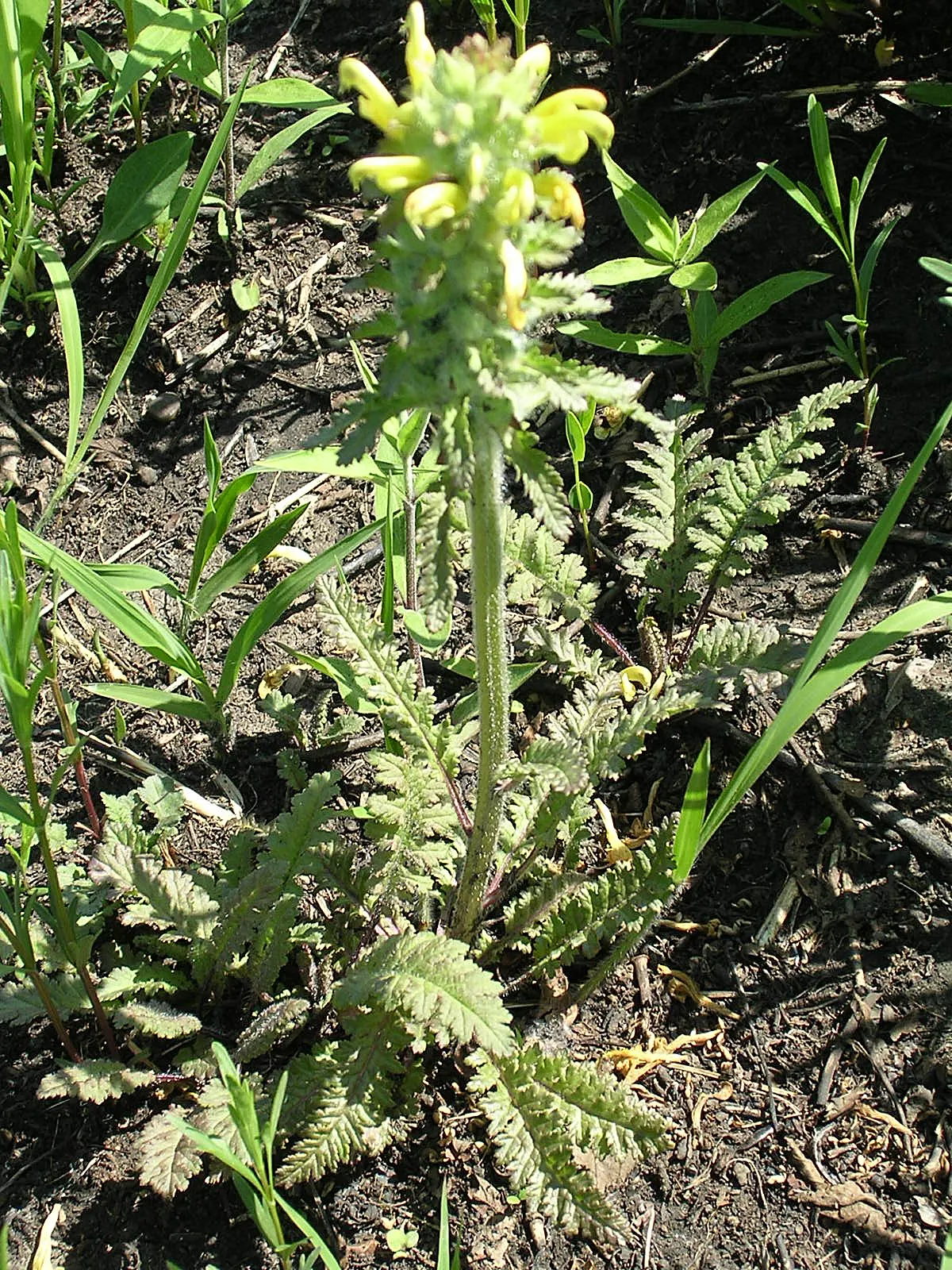 Betony (Stachys Monieri 'Hummelo') — A notable trait of this variety is its adaptability to a variety of soil conditions