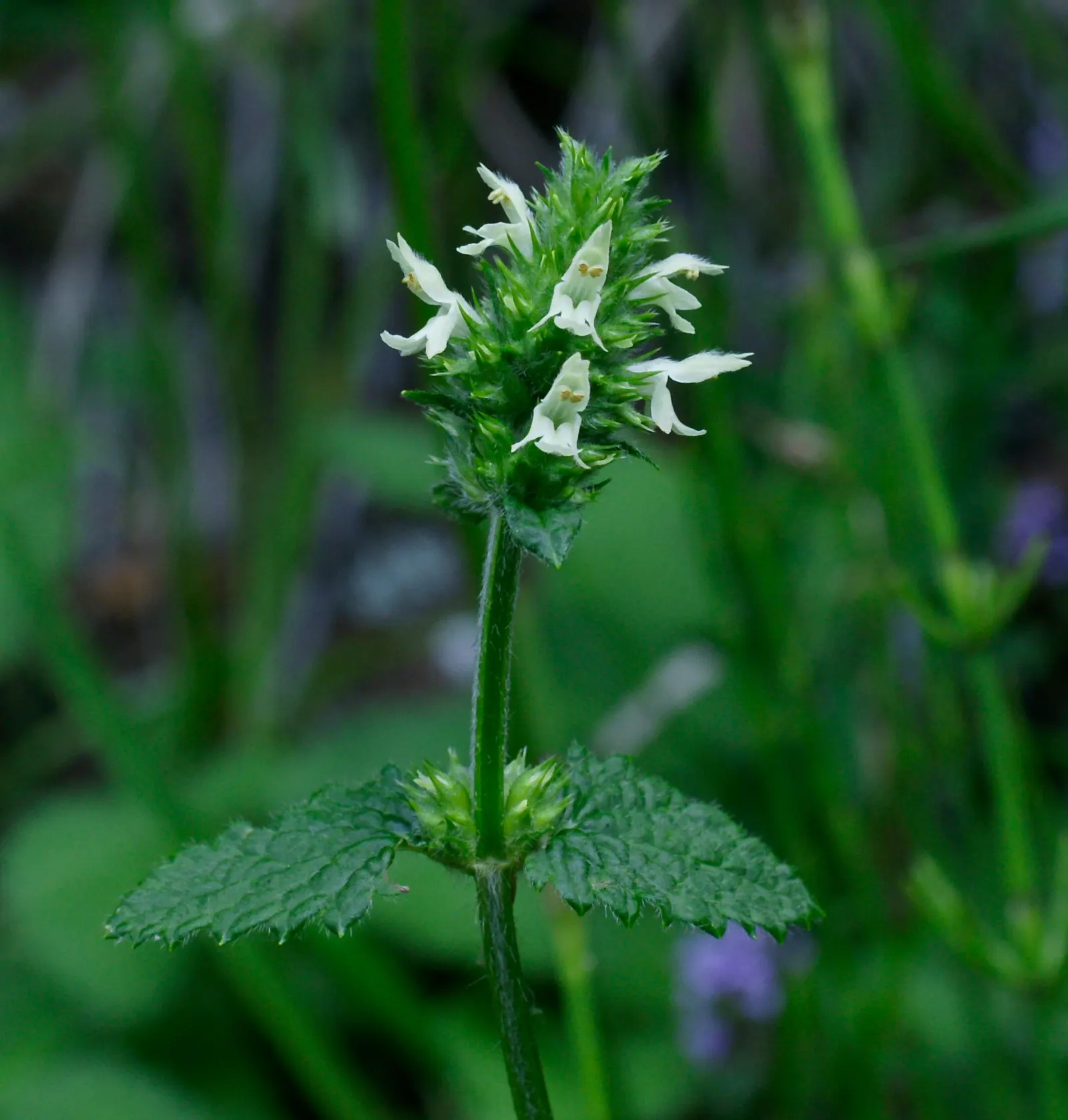 Betony (Stachys Monieri 'Hummelo') — as it attracts bees and butterflies.<br><br>Care is minimal