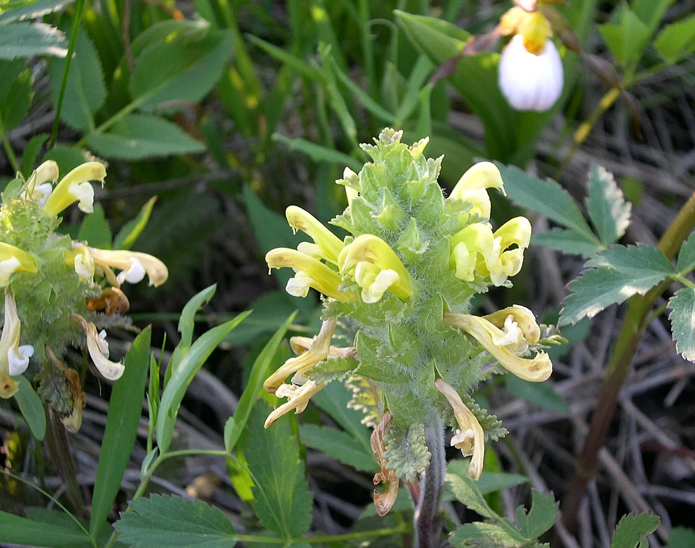 Betony (Stachys Monieri 'Hummelo') — perennial for full or half; providing both aesthetic and ecological benefits