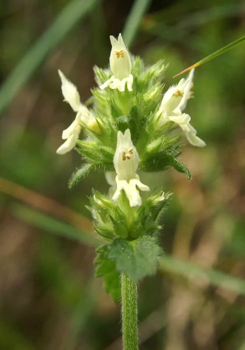 Betony (Stachys Monieri 'Hummelo') — this plant is perfect for border fronts; attracts pollinators while resisting deer