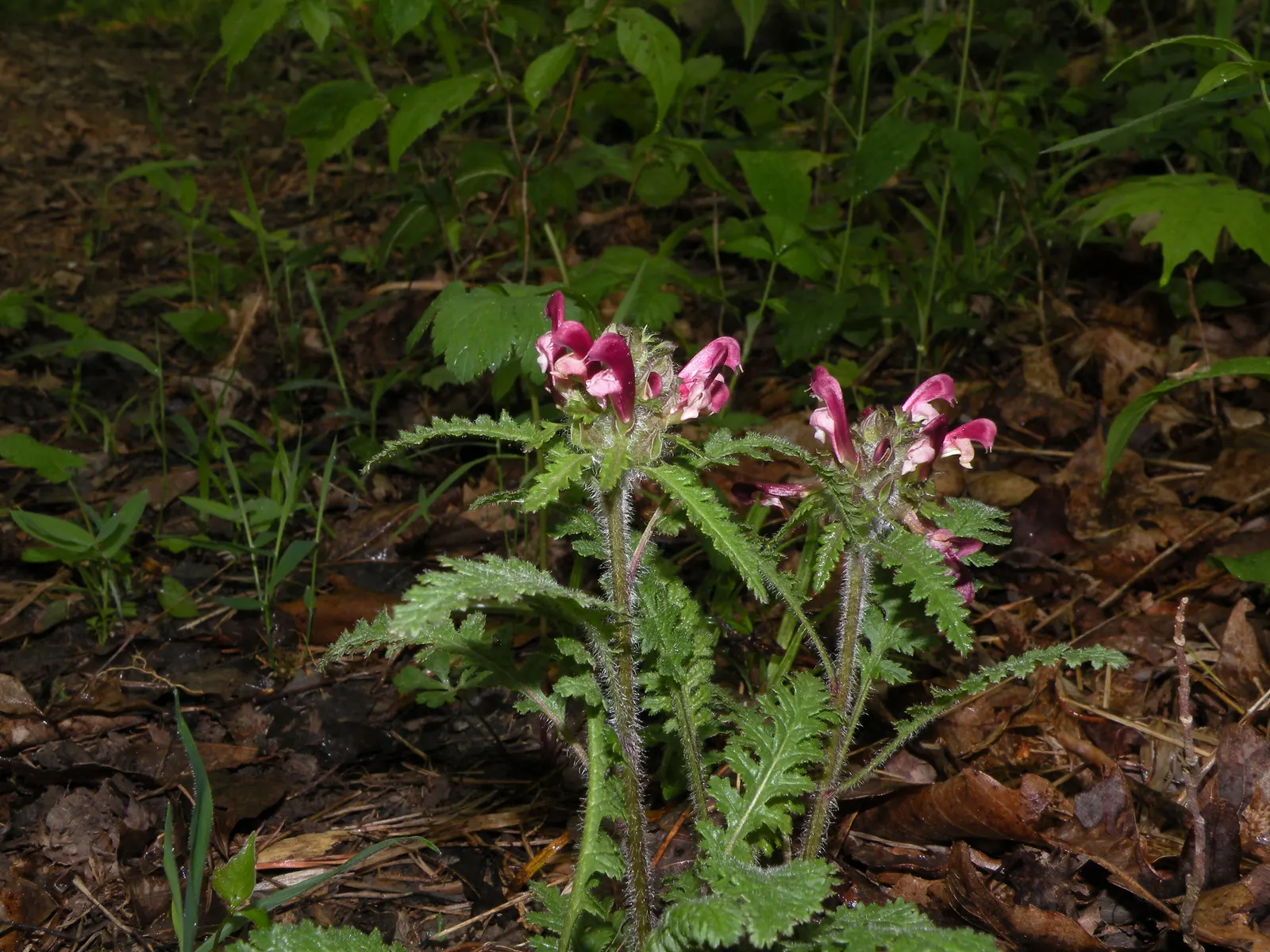 Betony (Stachys Monieri 'Hummelo') — as it attracts bees and butterflies.<br><br>Care is minimal; a notable trait of this variety is its, image 59
