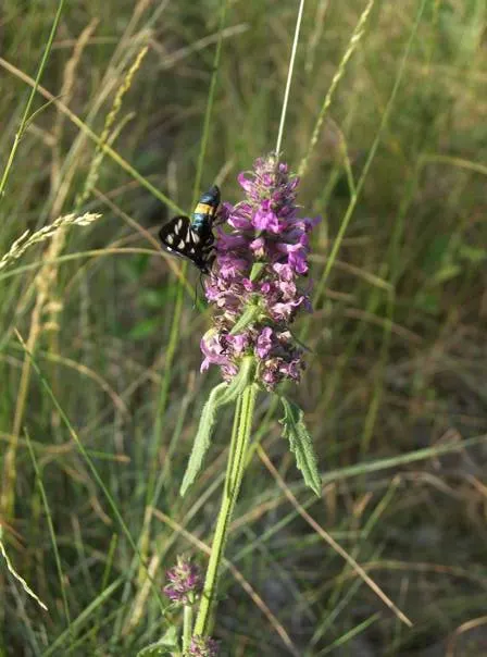 Betony (Stachys Monieri 'Hummelo') — Providing both aesthetic and ecological benefits