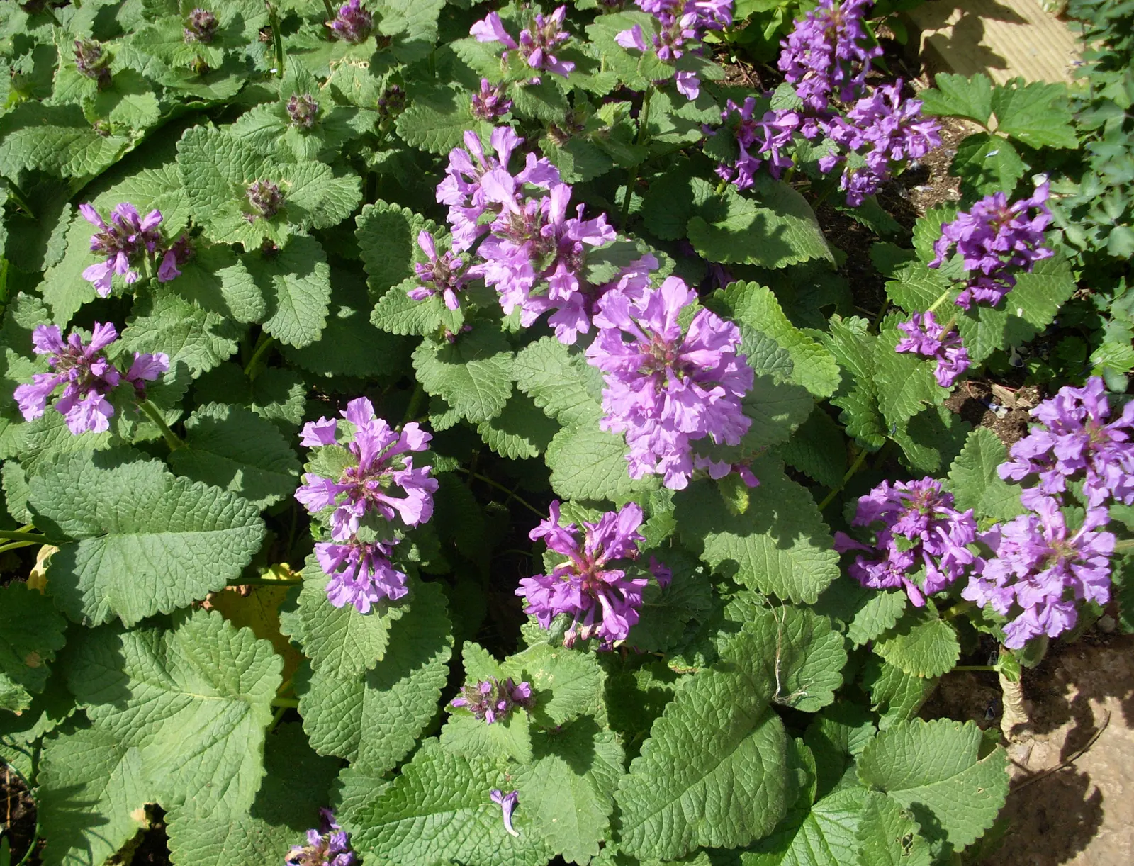 Betony (Stachys Monieri 'Hummelo') — With a spread of 12 to 18 inches; providing both aesthetic and ecological benefits