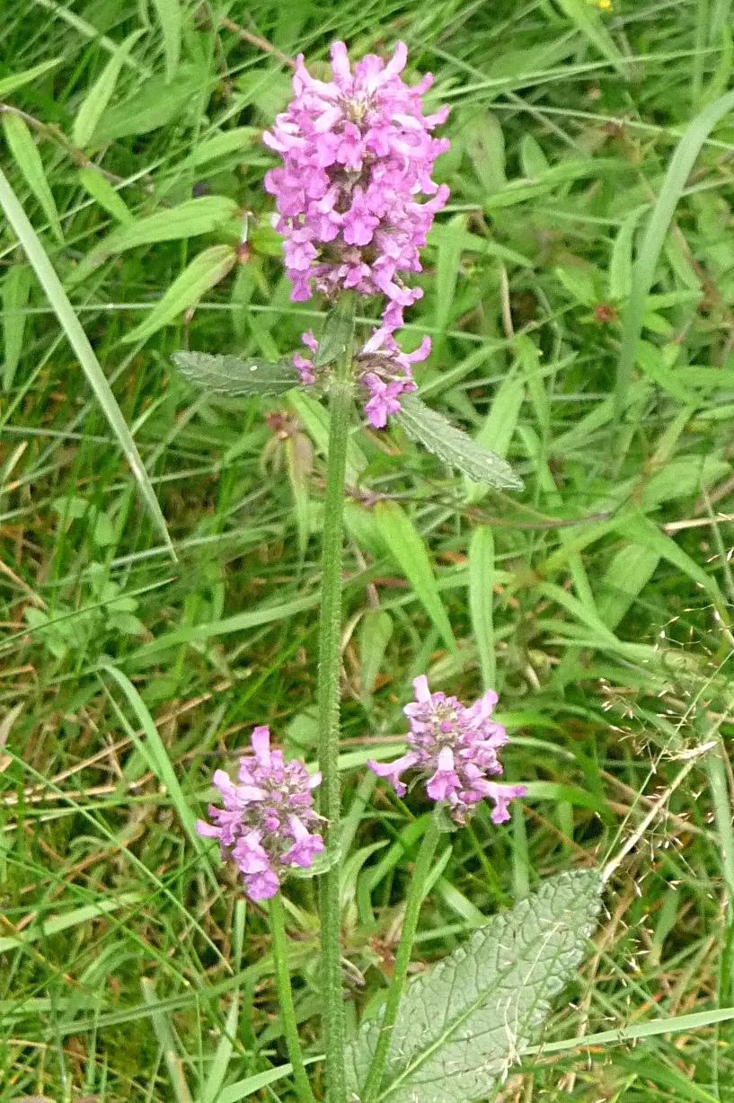 Betony (Stachys Monieri 'Hummelo') — Its textured, basal rosettes of glossy, dark green leaves spread 12-18 inches