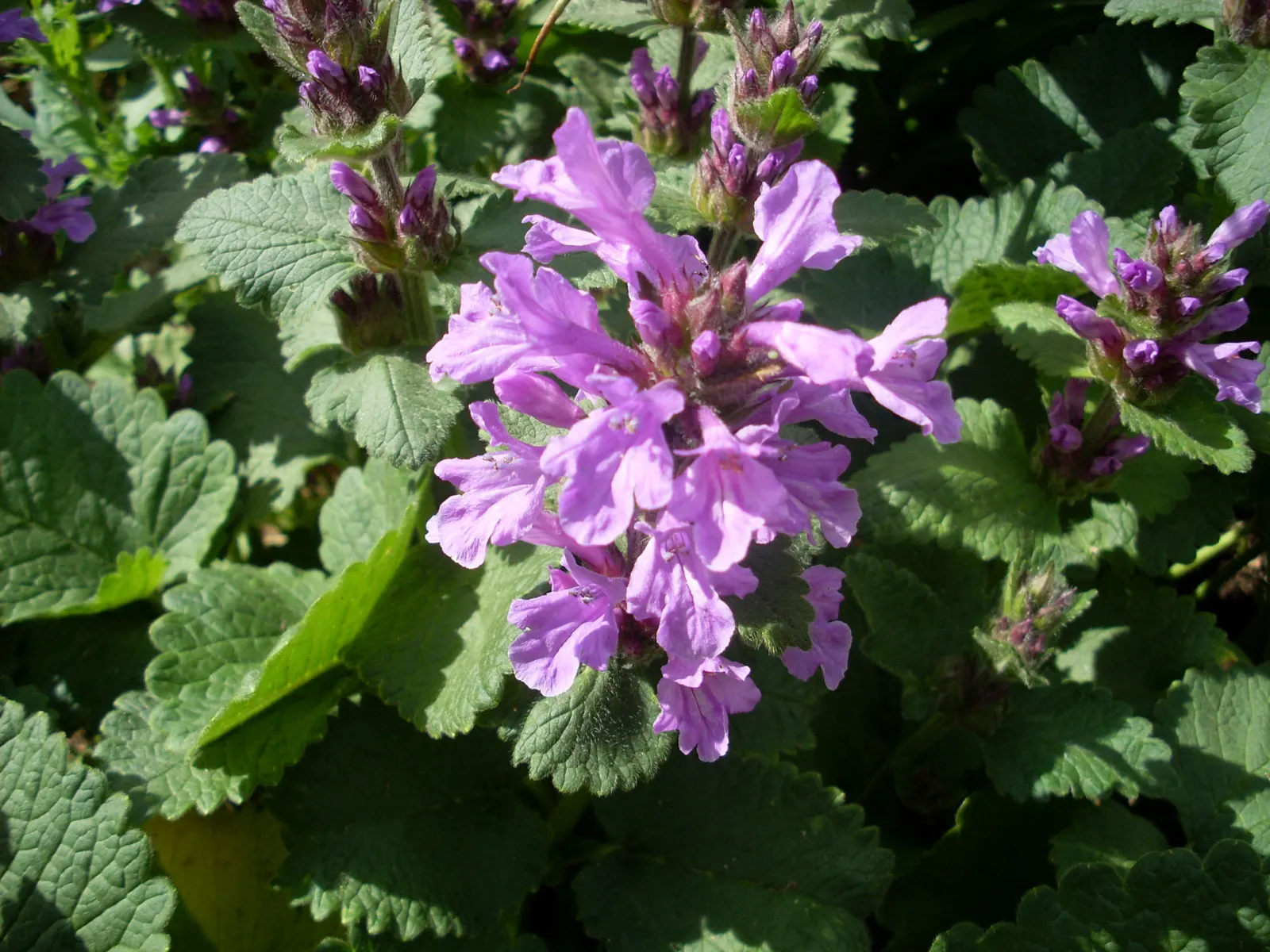 Betony (Stachys Monieri 'Hummelo') — Its textured, basal rosettes of glossy, dark green leaves spread 12-18 inches; a notable trait of this variety, image 44