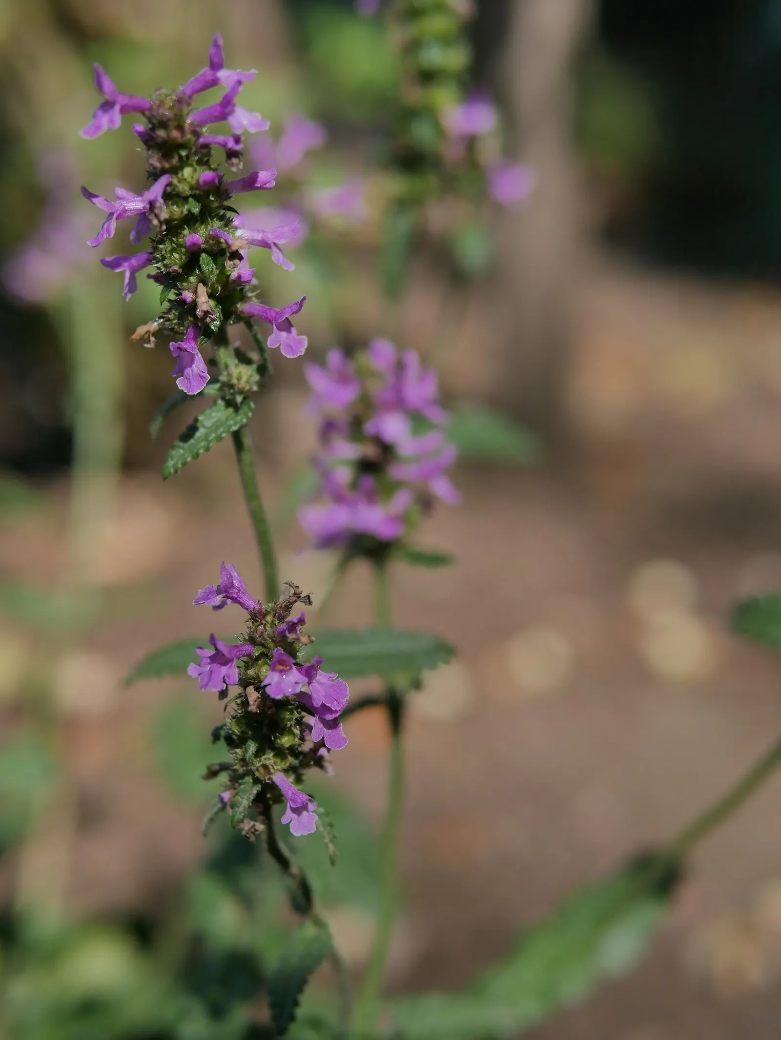 Betony (Stachys Monieri 'Hummelo') — Providing both aesthetic and ecological benefits, image 60