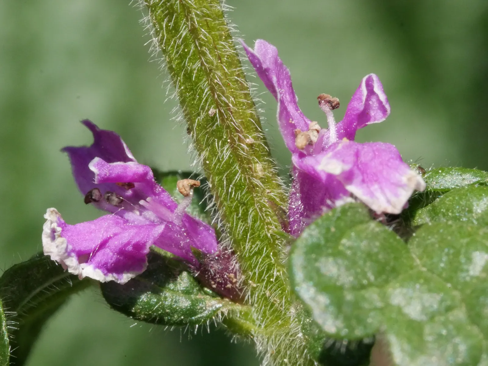 Betony (Stachys Monieri 'Hummelo') — blooming mid to late summer; attracts pollinators while resisting deer, image 64