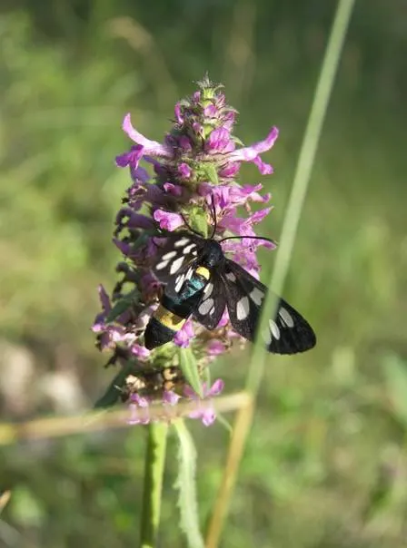 Betony (Stachys Monieri 'Hummelo') — The striking blooms create a showy display from late spring through late summer; attracts pollinators while resisting deer