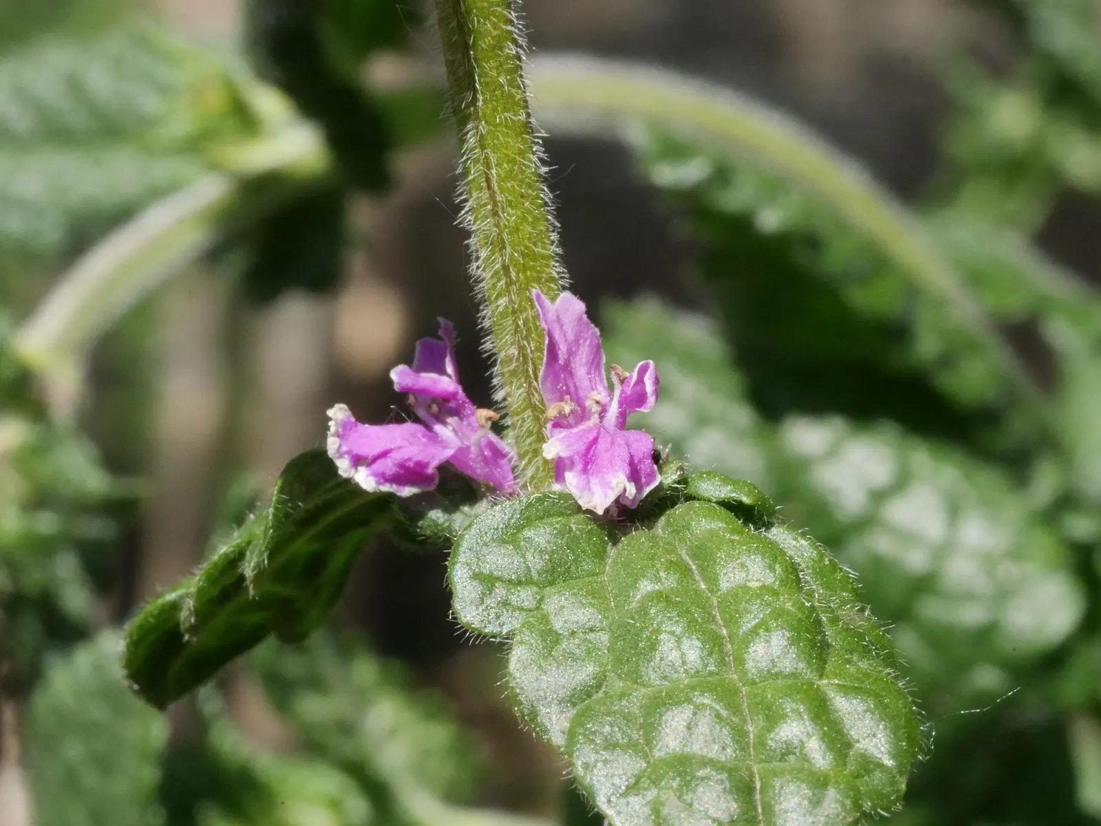Betony (Stachys Monieri 'Hummelo') — it demonstrates moderate drought resistance; attracts pollinators while resisting deer, image 55