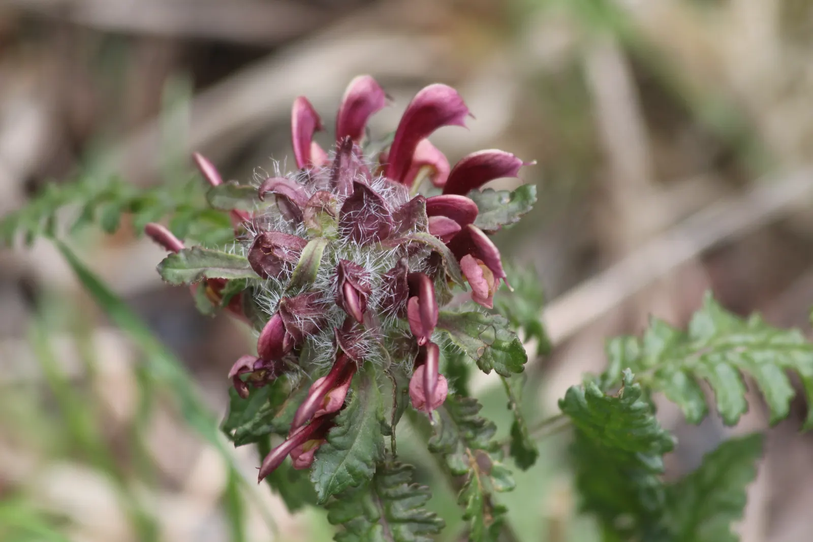 Betony (Stachys Monieri 'Hummelo') — though it prefers well-drained loam with a slightly acidic to neutral pH level