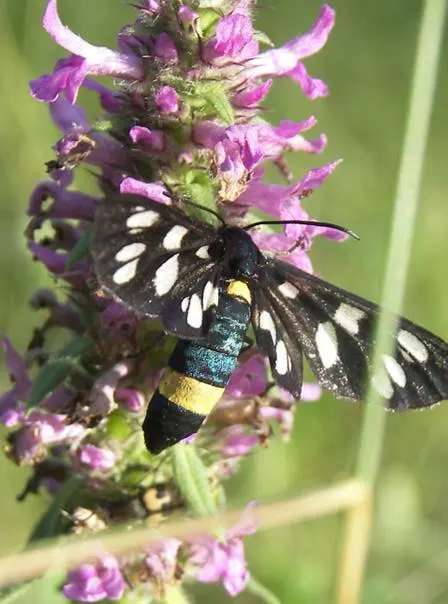 Betony (Stachys Monieri 'Hummelo') — Its textured, basal rosettes of glossy, dark green leaves spread 12-18 inches; a notable trait of this variety is its