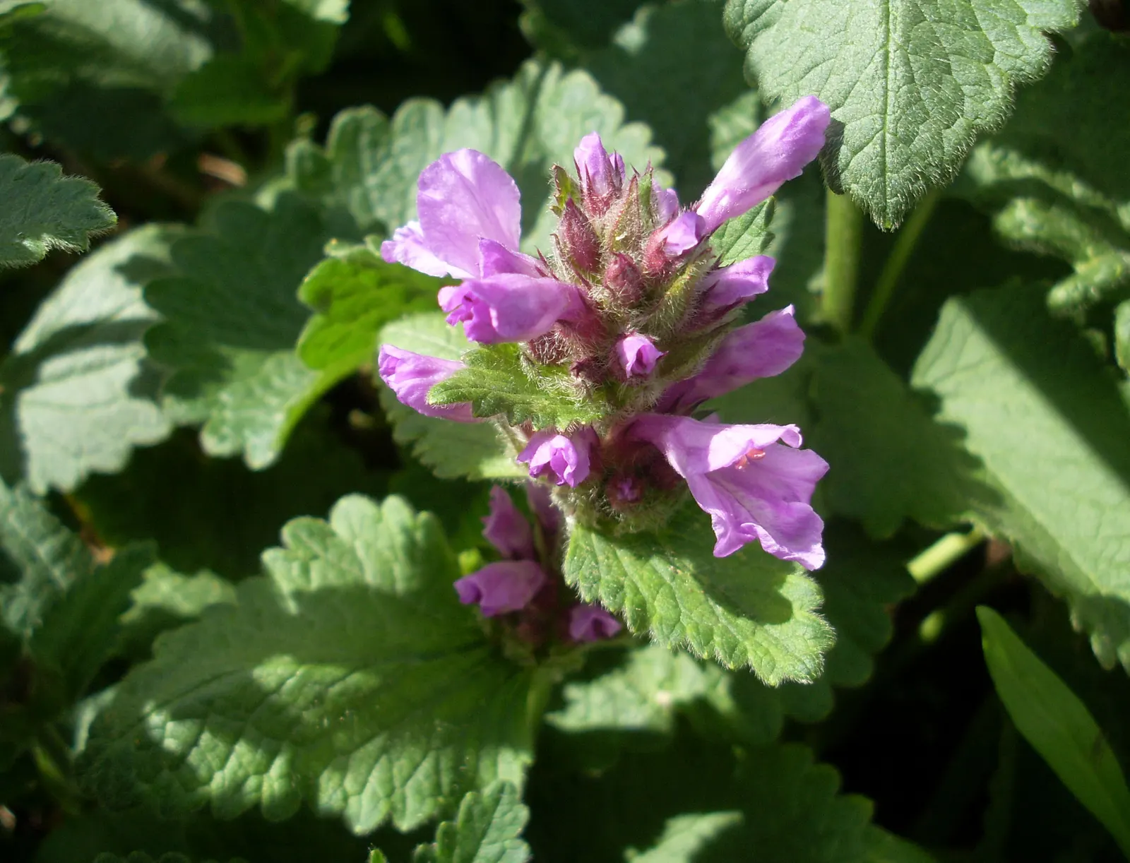 Betony (Stachys Monieri 'Hummelo') — as it attracts bees and butterflies.<br><br>Care is minimal; a notable trait of this variety is its adaptability to a