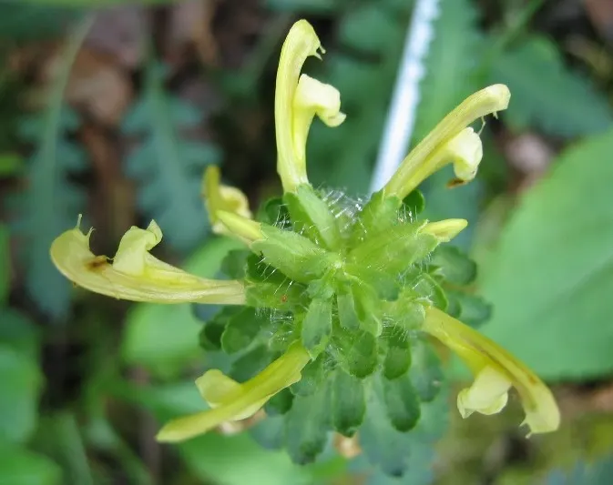 Betony (Stachys Monieri 'Hummelo') — The striking blooms create a showy display from late spring through late summer