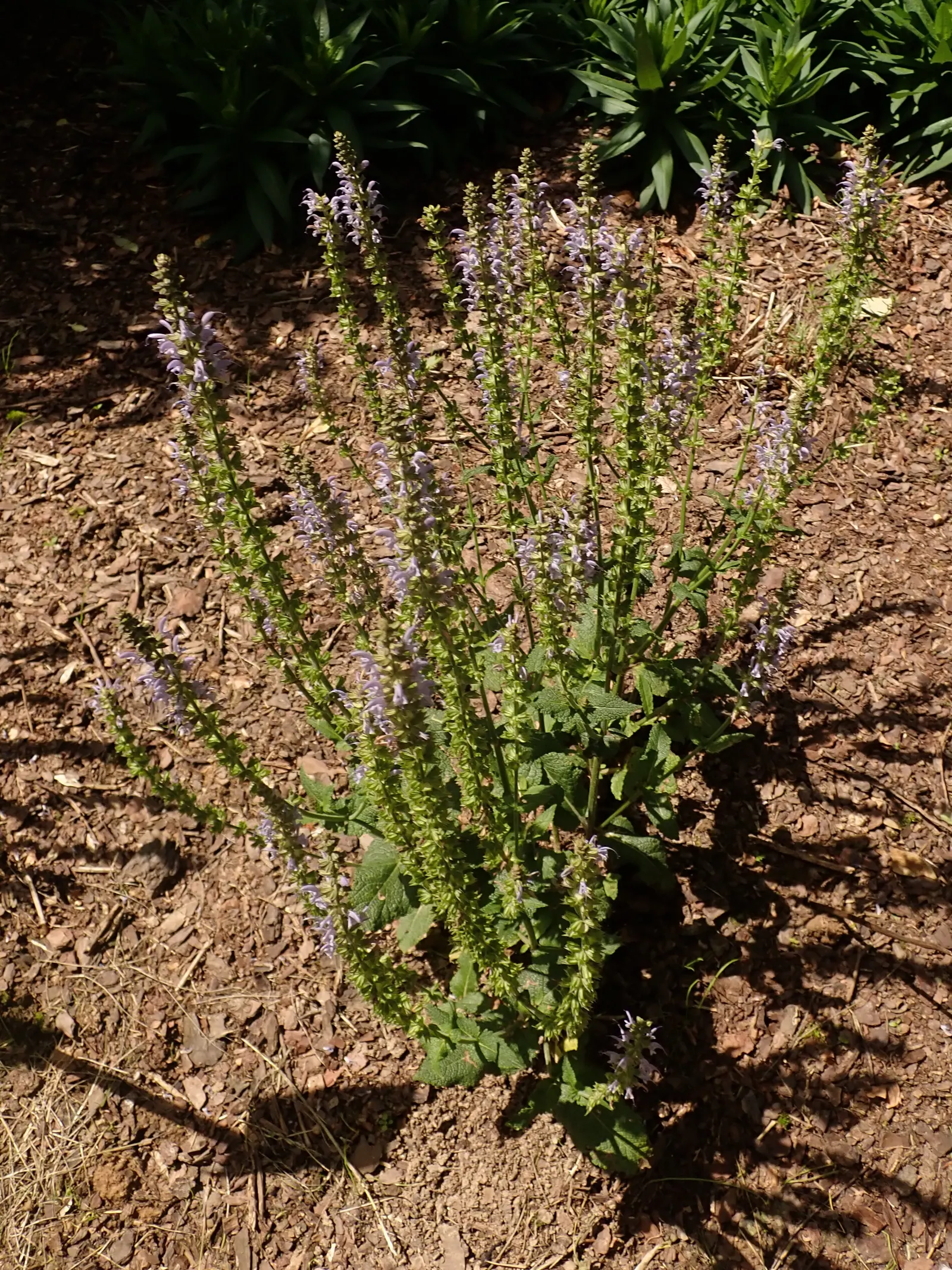 Meadow Sage (Salvia Nemorosa 'Crystal Blue') — commonly referred to as Meadow Sage
