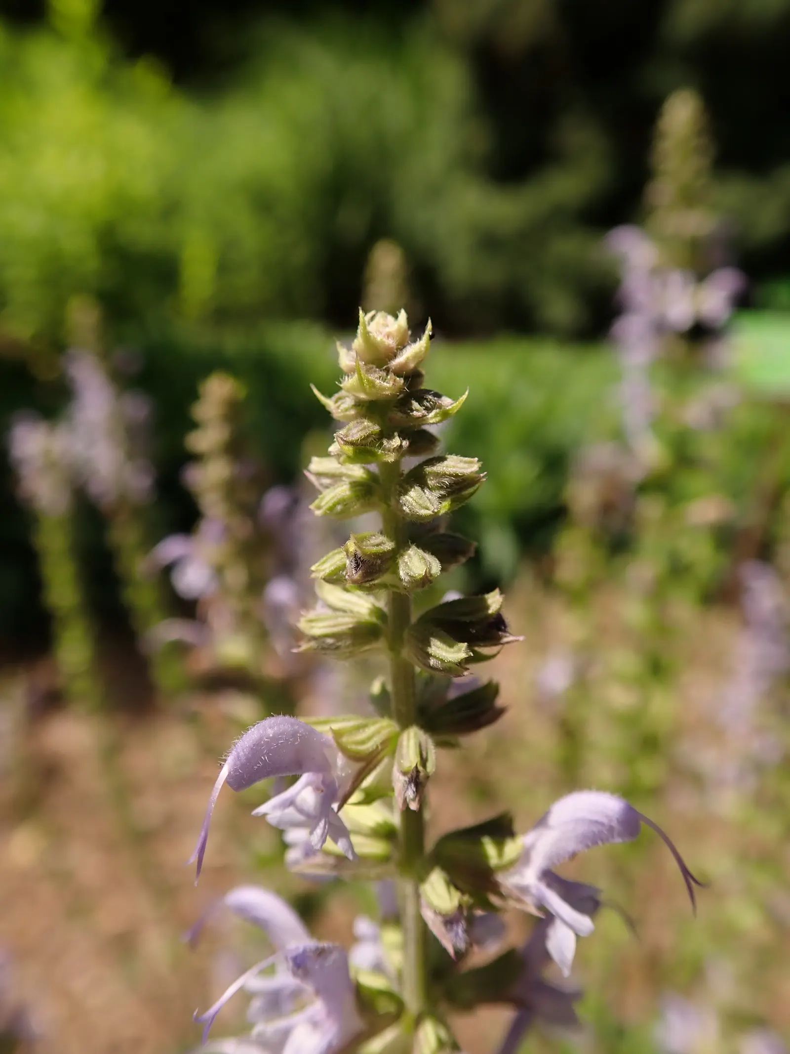 Meadow Sage (Salvia Nemorosa 'Crystal Blue') — This hardy perennial reaches 18 inches in height and spreads up to 24 inches