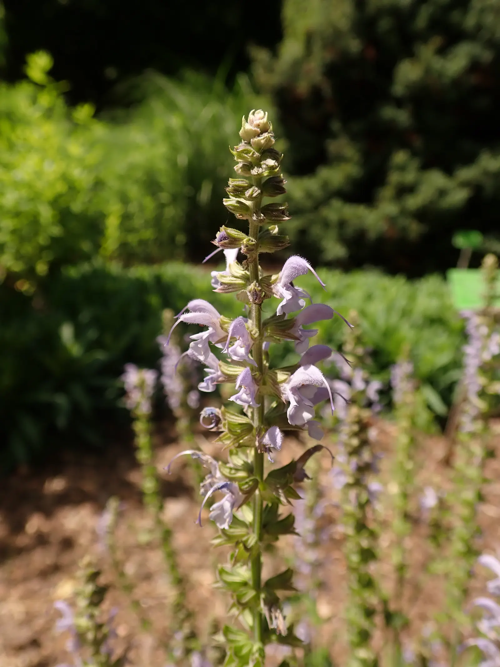 Meadow Sage (Salvia Nemorosa 'Crystal Blue') — It blooms profusely in late spring to early summer, attracting pollinators