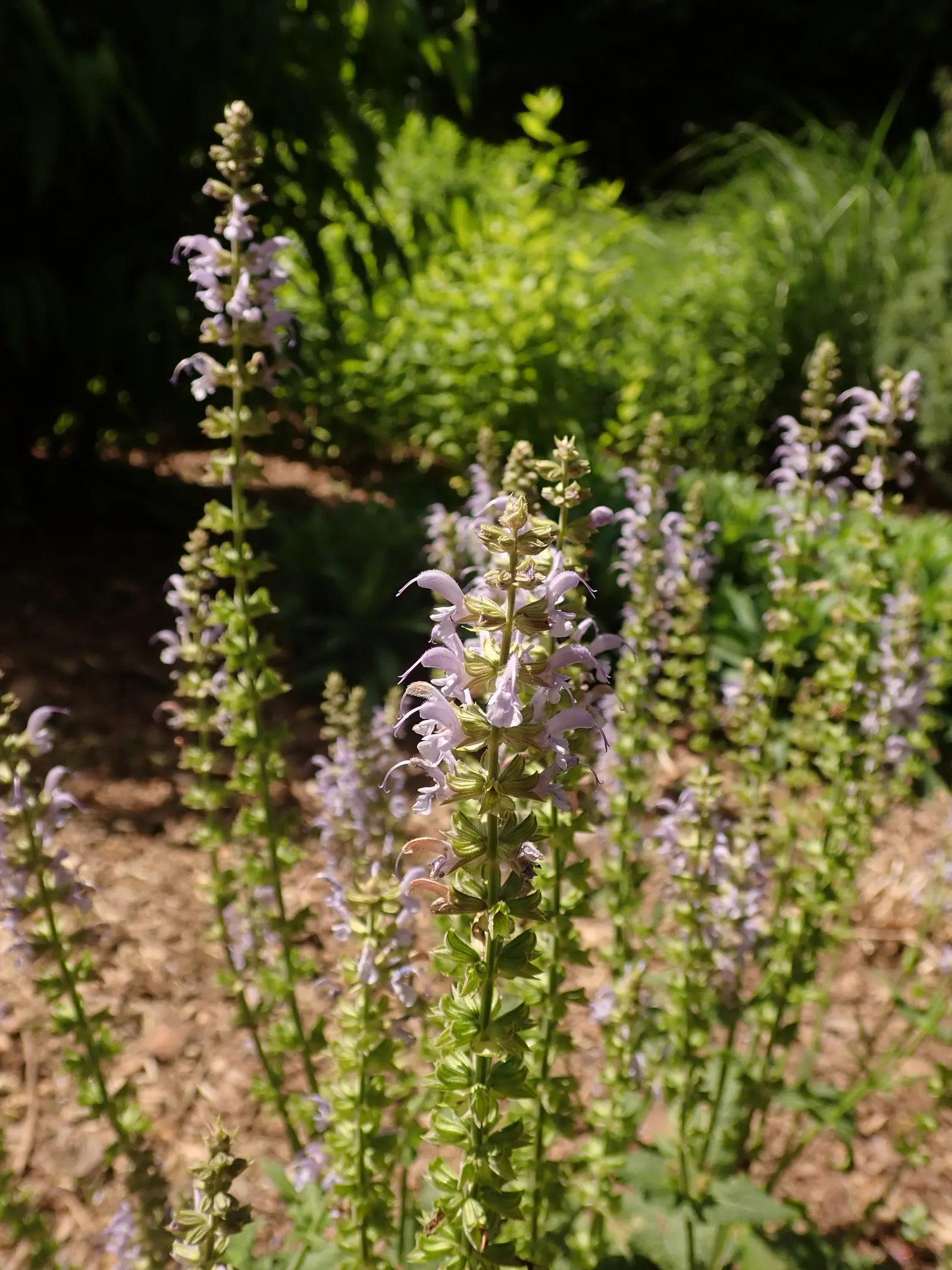 Meadow Sage (Salvia Nemorosa 'Crystal Blue') — Drought-tolerant once established, it thrives in well-drained soil and full sun